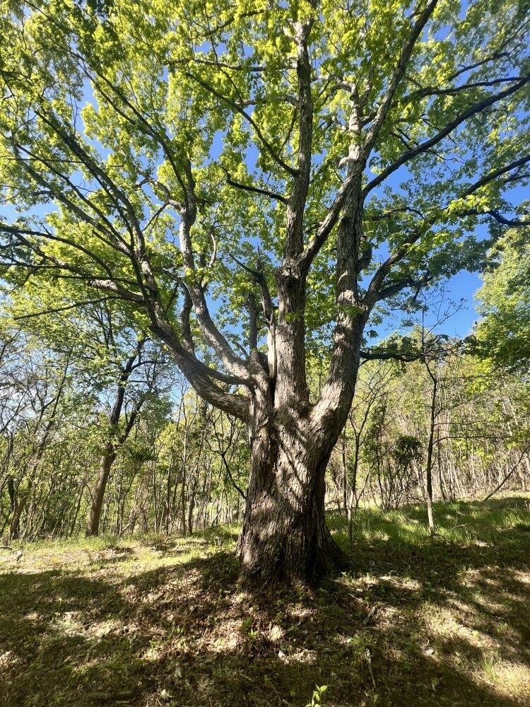 Portsmouth, Scioto County, OH Undeveloped Land for sale Property ID 419045949 LandWatch