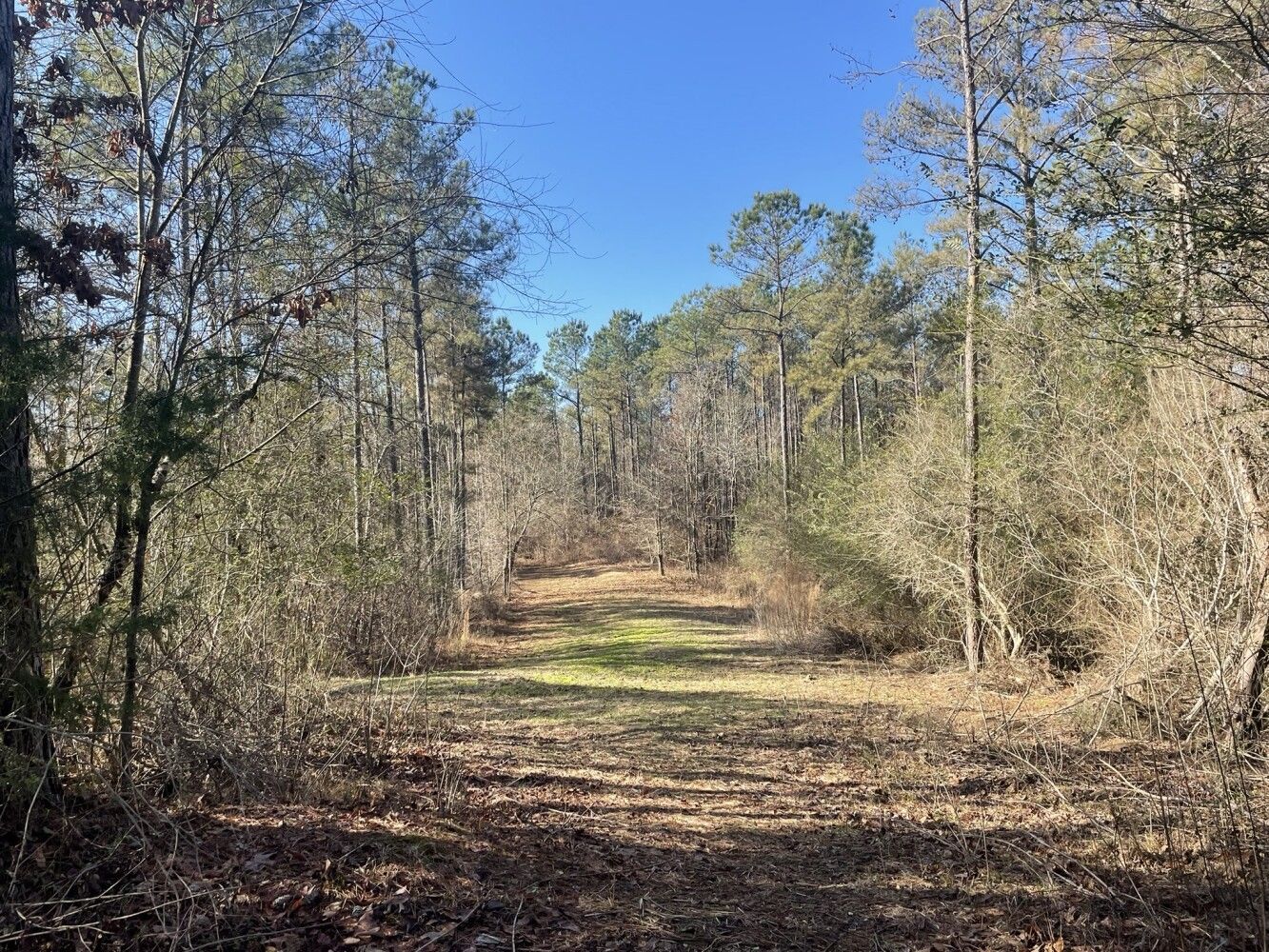Sulligent, Lamar County, AL Undeveloped Land for sale Property ID