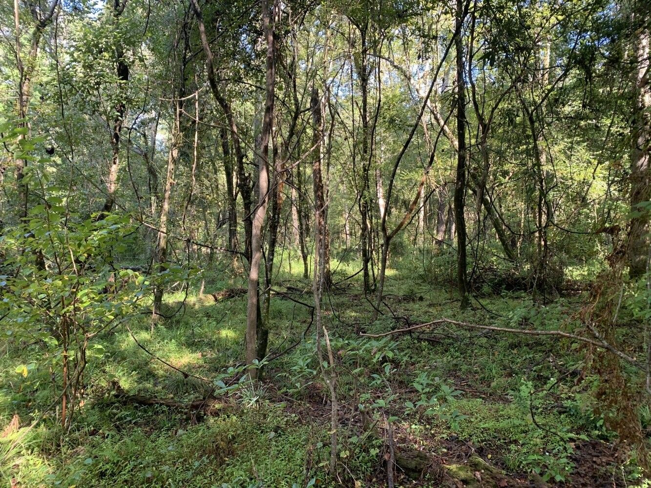 Greenwell Springs, East Baton Rouge Parish, LA Undeveloped Land for sale Property ID 419046428