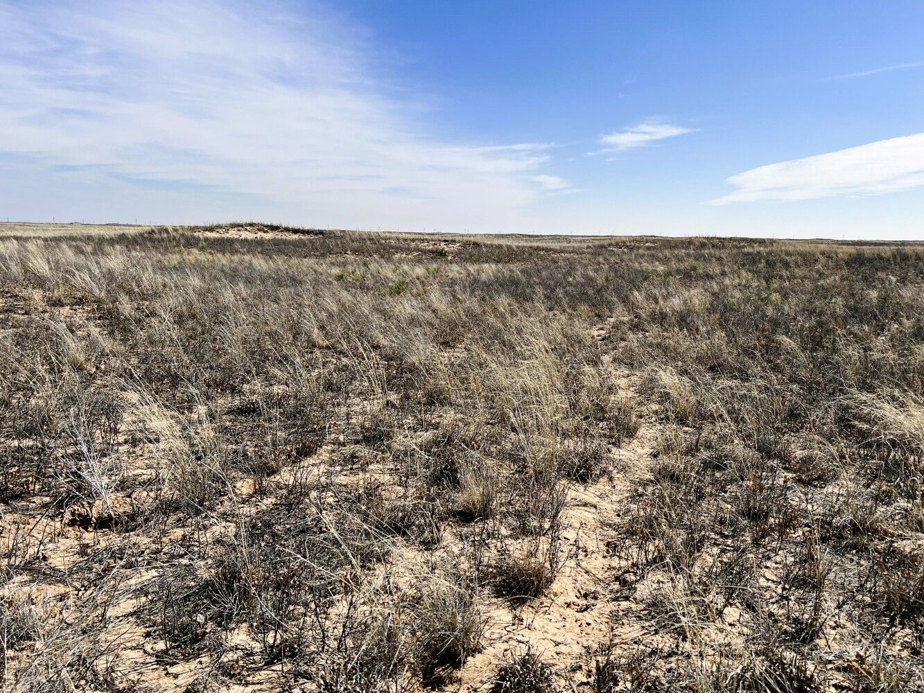 Morton, Cochran County, TX for sale Property ID 419046816 LandWatch