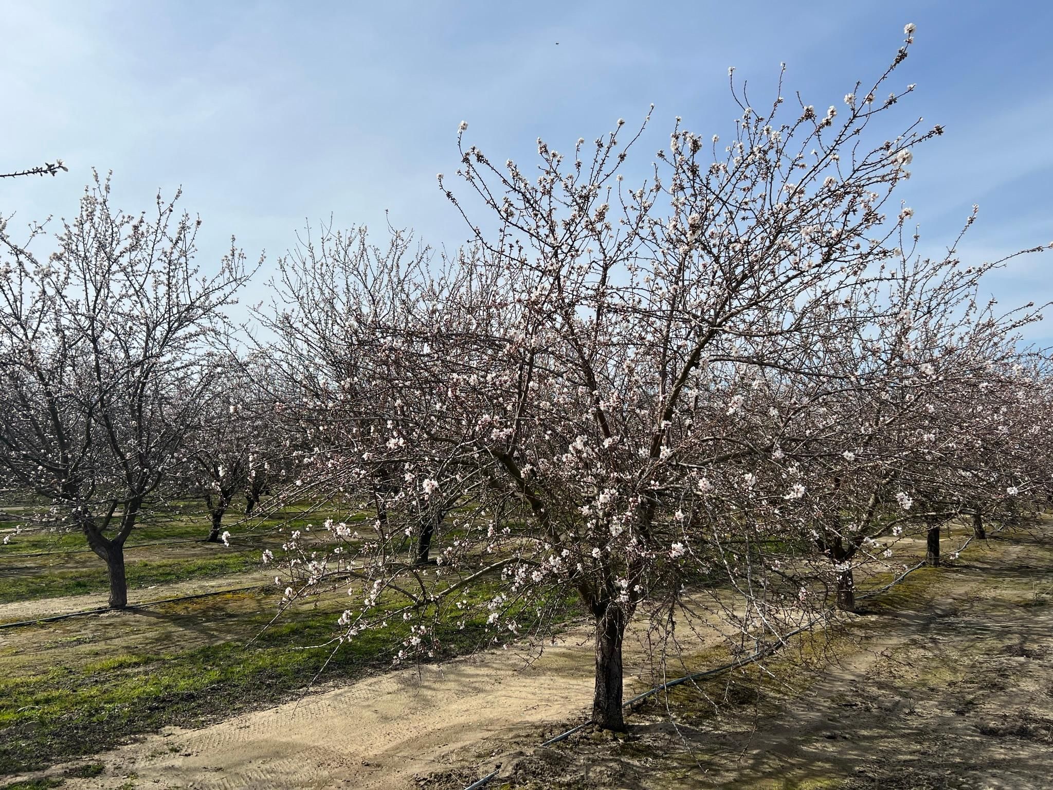 Caruthers, Fresno County, CA Farms and Ranches for sale Property ID
