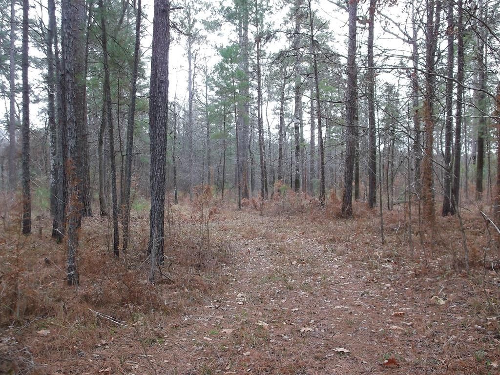 104 Homochitto National Forrest, Meadville, MS 39653 MLS 140975
