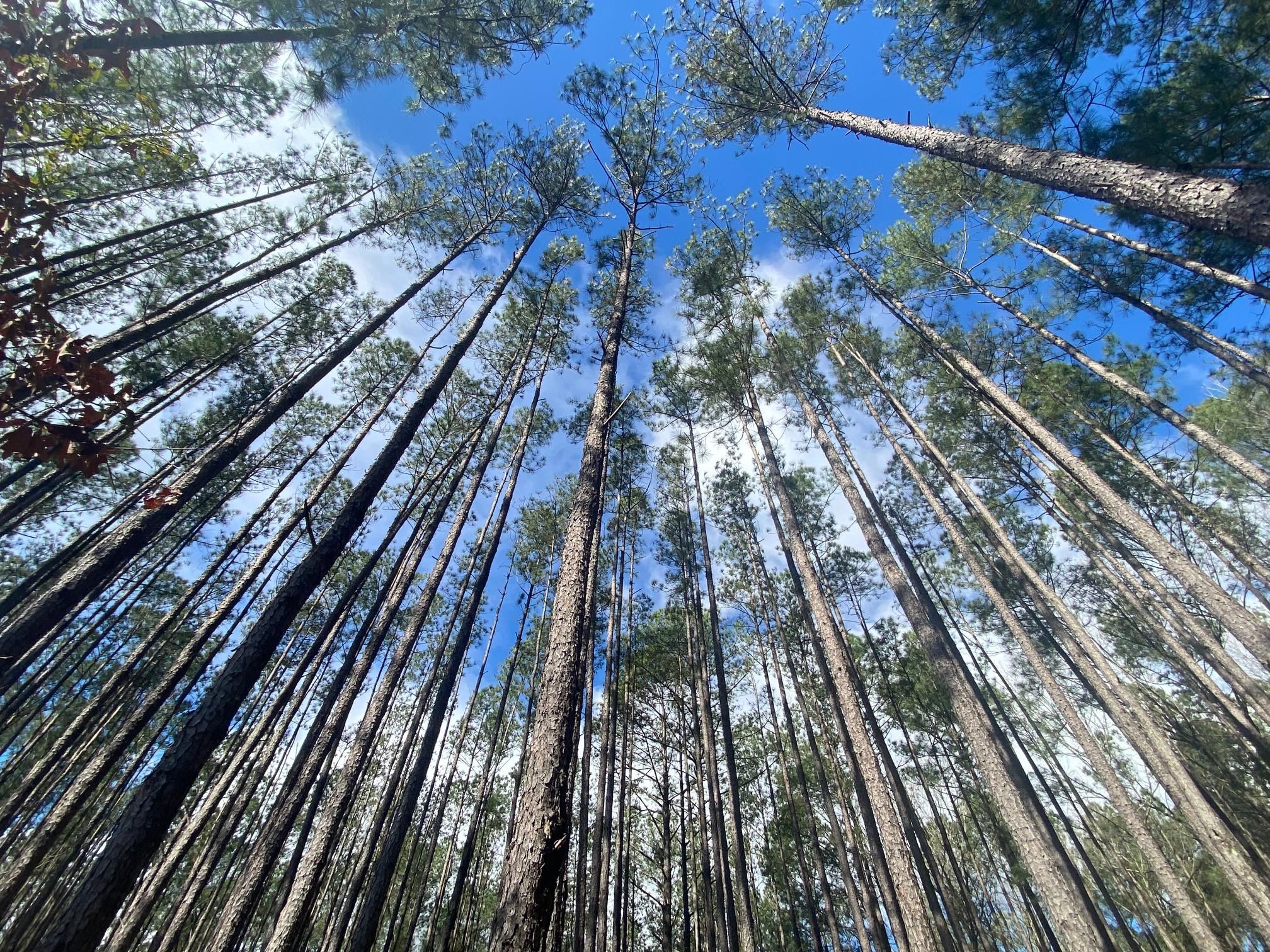 Mcbee, Darlington County, SC Timberland Property, Hunting Property for