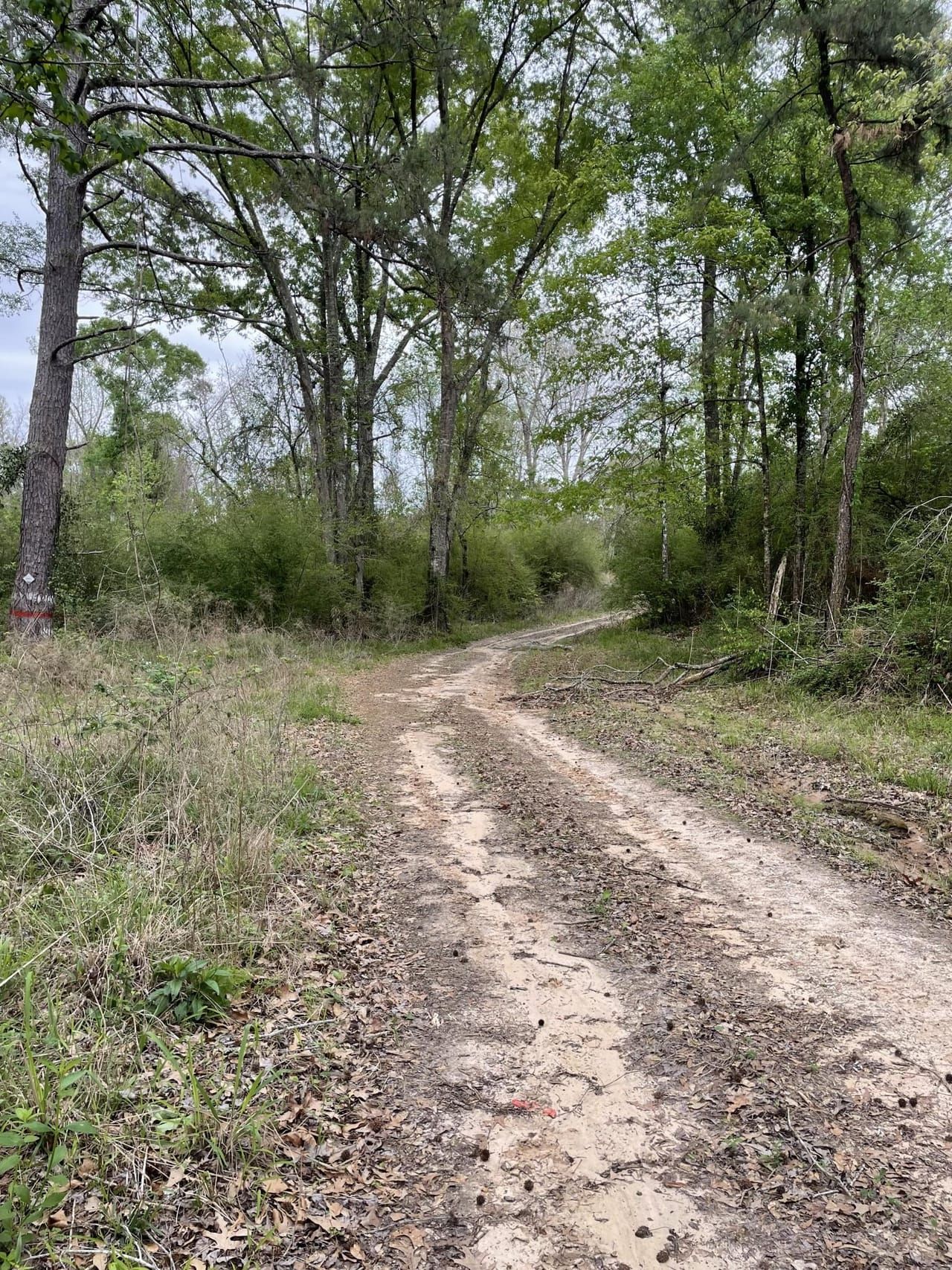 Oakdale, Rapides Parish, LA Recreational Property, Timberland Property