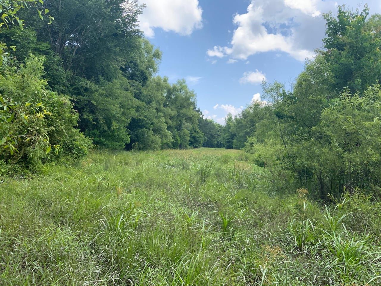 Grayson, Caldwell Parish, LA Recreational Property, Timberland Property