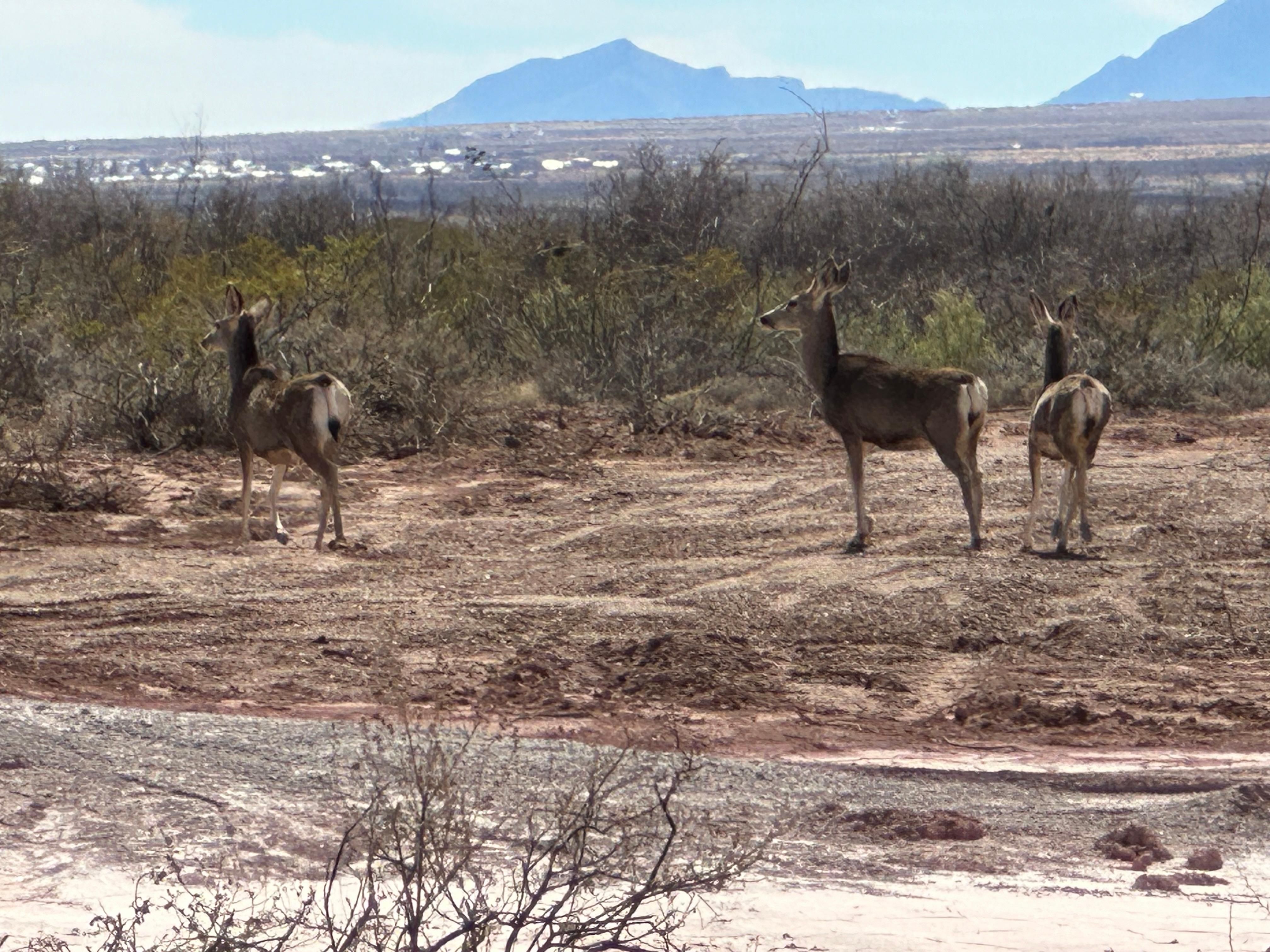Bisbee, Cochise County, AZ Recreational Property, Undeveloped Land for