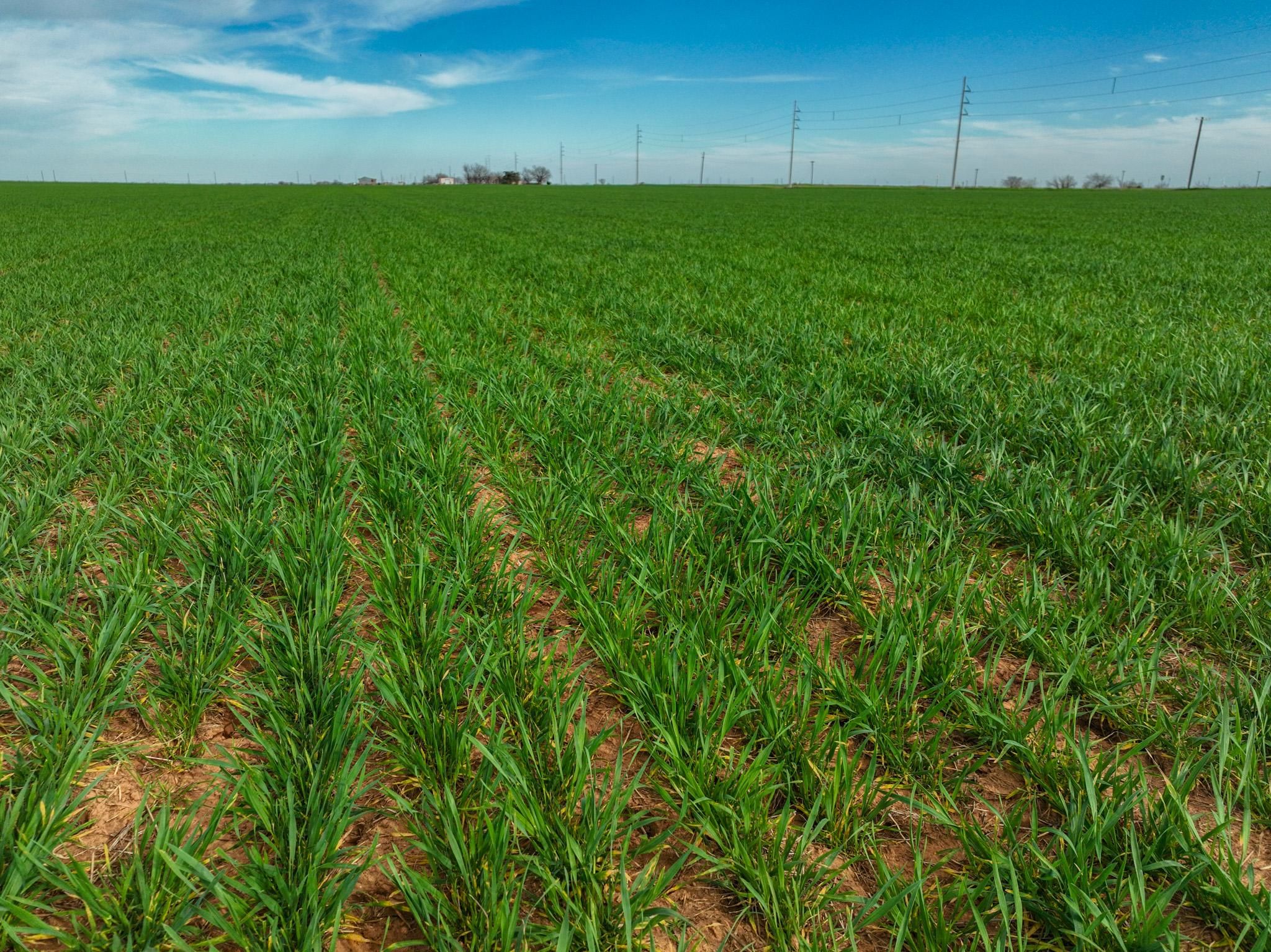 142 acres in Munday, TX, 76371 LandWatch