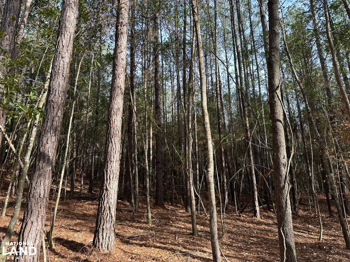 Duncanville, Tuscaloosa County, AL Recreational Property, Timberland