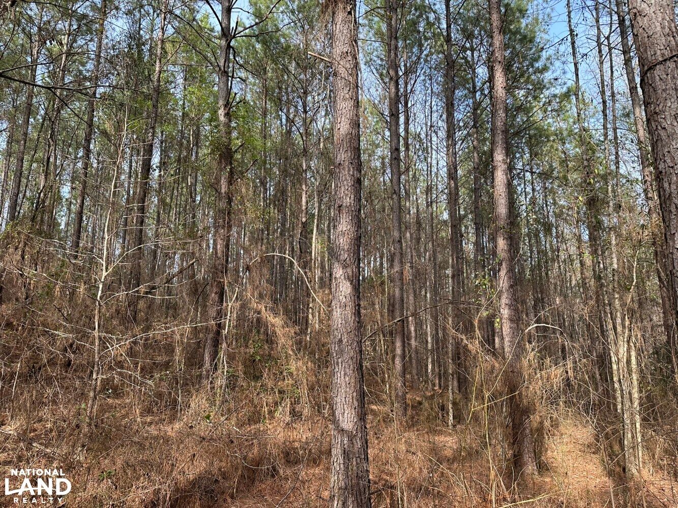 West Blocton, Bibb County, AL Recreational Property, Timberland
