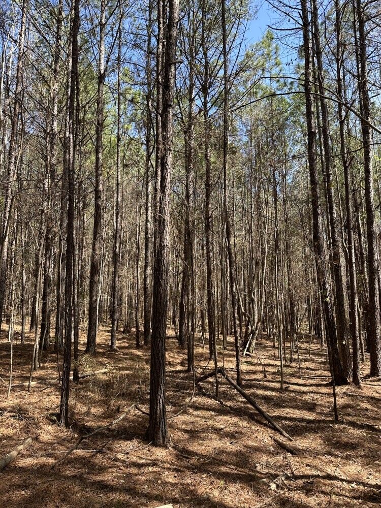 0 Hwy 219, Centreville, AL 35042 MLS 11259925 LandWatch