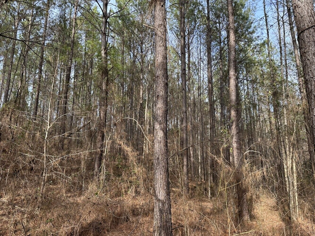 West Blocton, Bibb County, AL Undeveloped Land for sale Property ID
