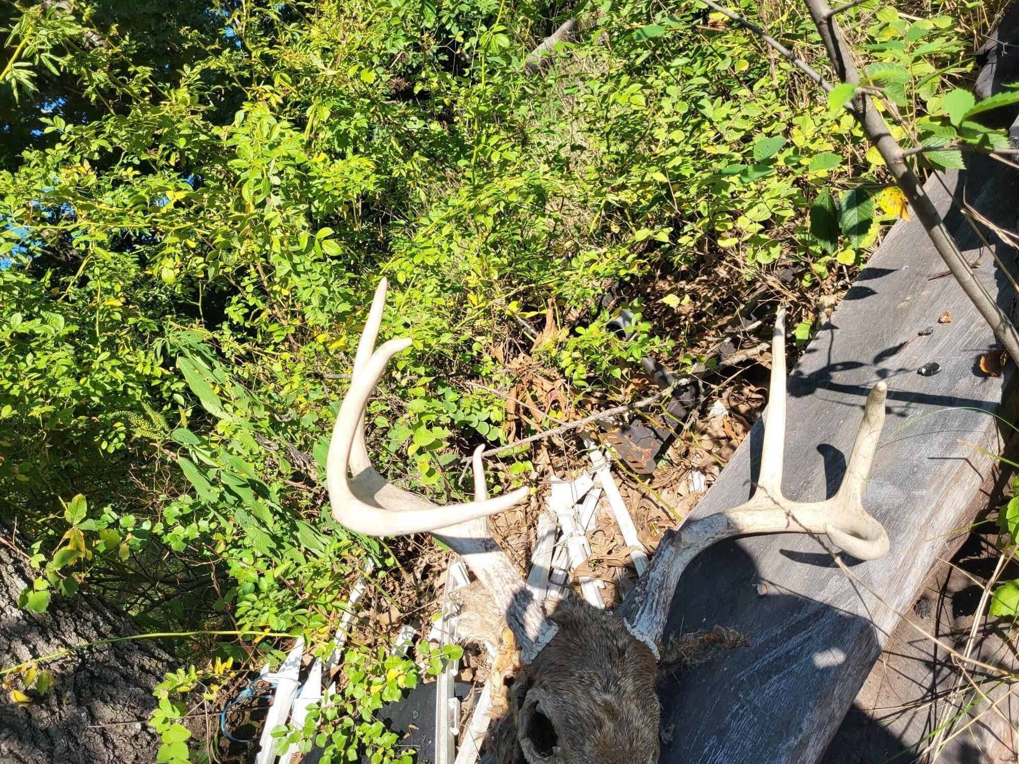 Cabool, Texas County, MO Undeveloped Land for sale Property ID