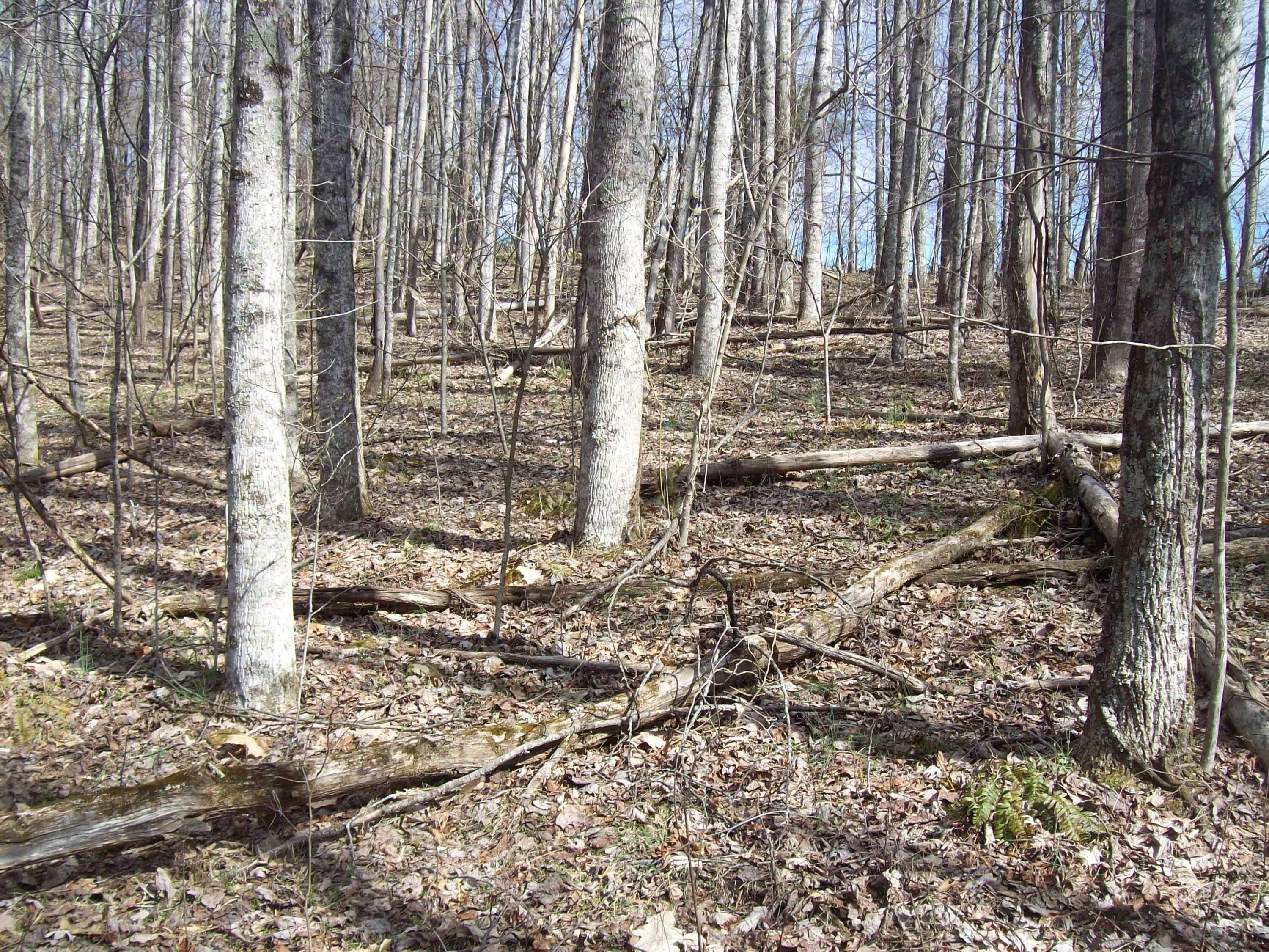 Patsy Road, Sneedville, TN 37869 MLS 702991 LandWatch