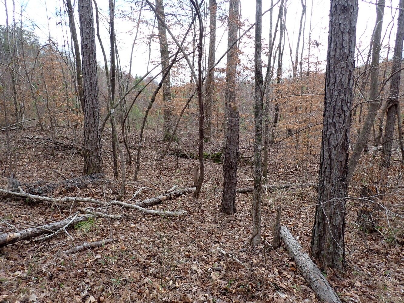 0 County Road 31, Moundville, AL 35474 MLS 11260581 LandWatch