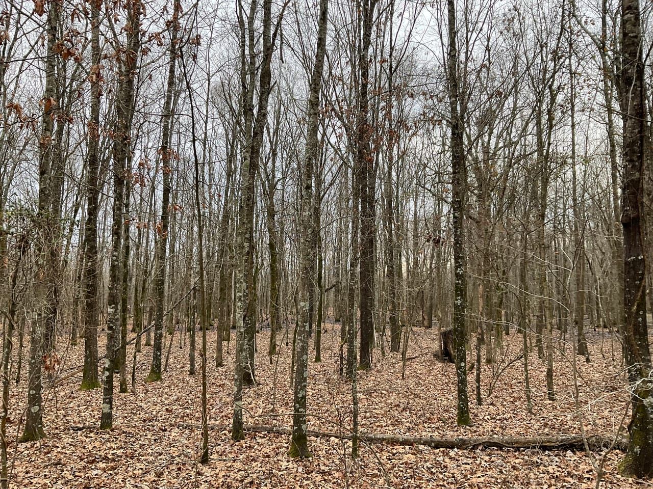 Eudora, Chicot County, AR Recreational Property, Timberland Property