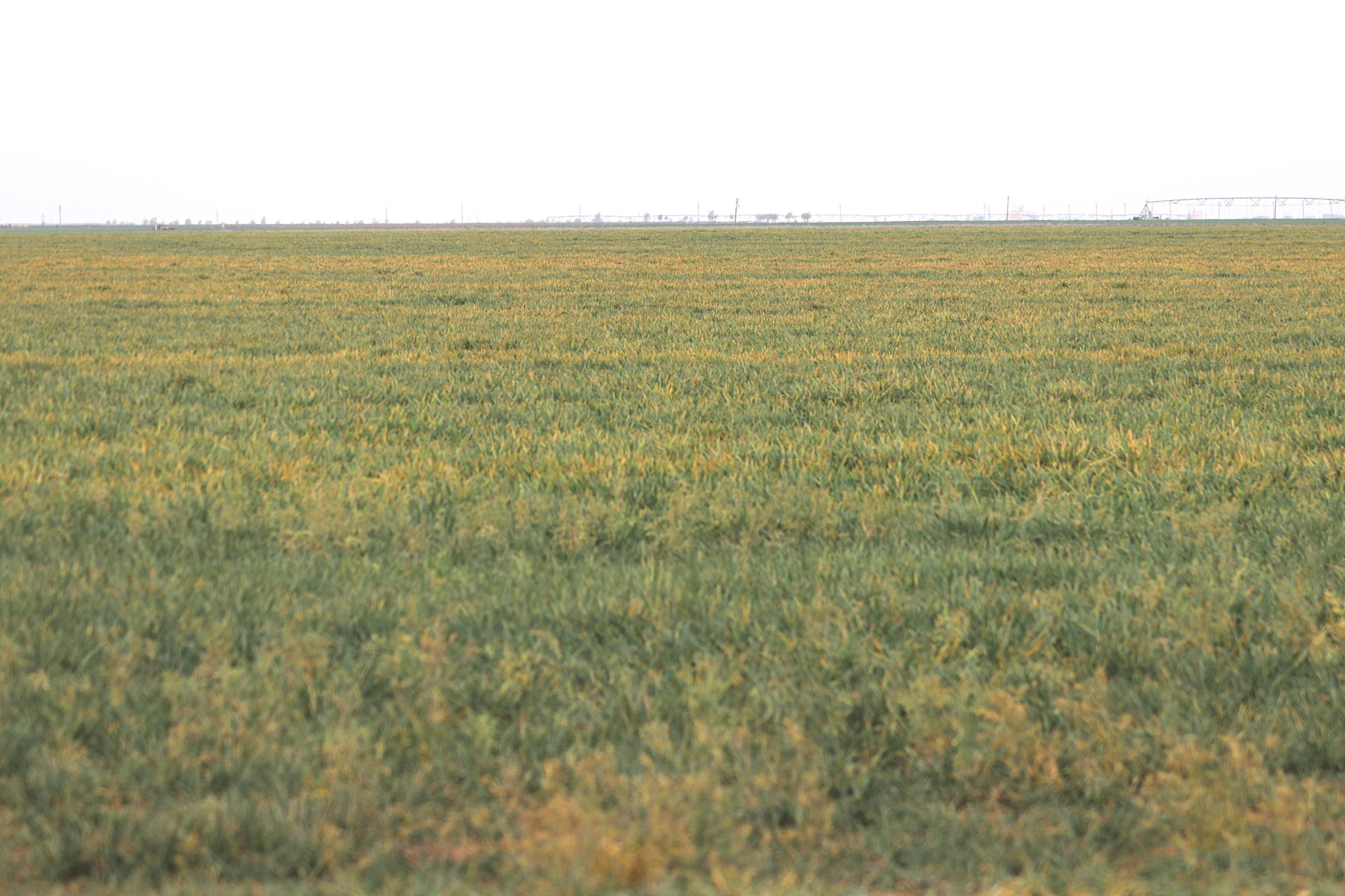 160 acres in Hale Center, TX, 79041 LandWatch