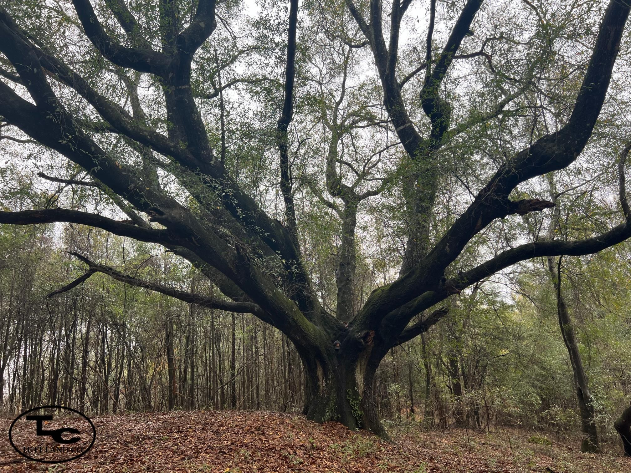 Dixons Mills, Marengo County, AL Recreational Property, Timberland
