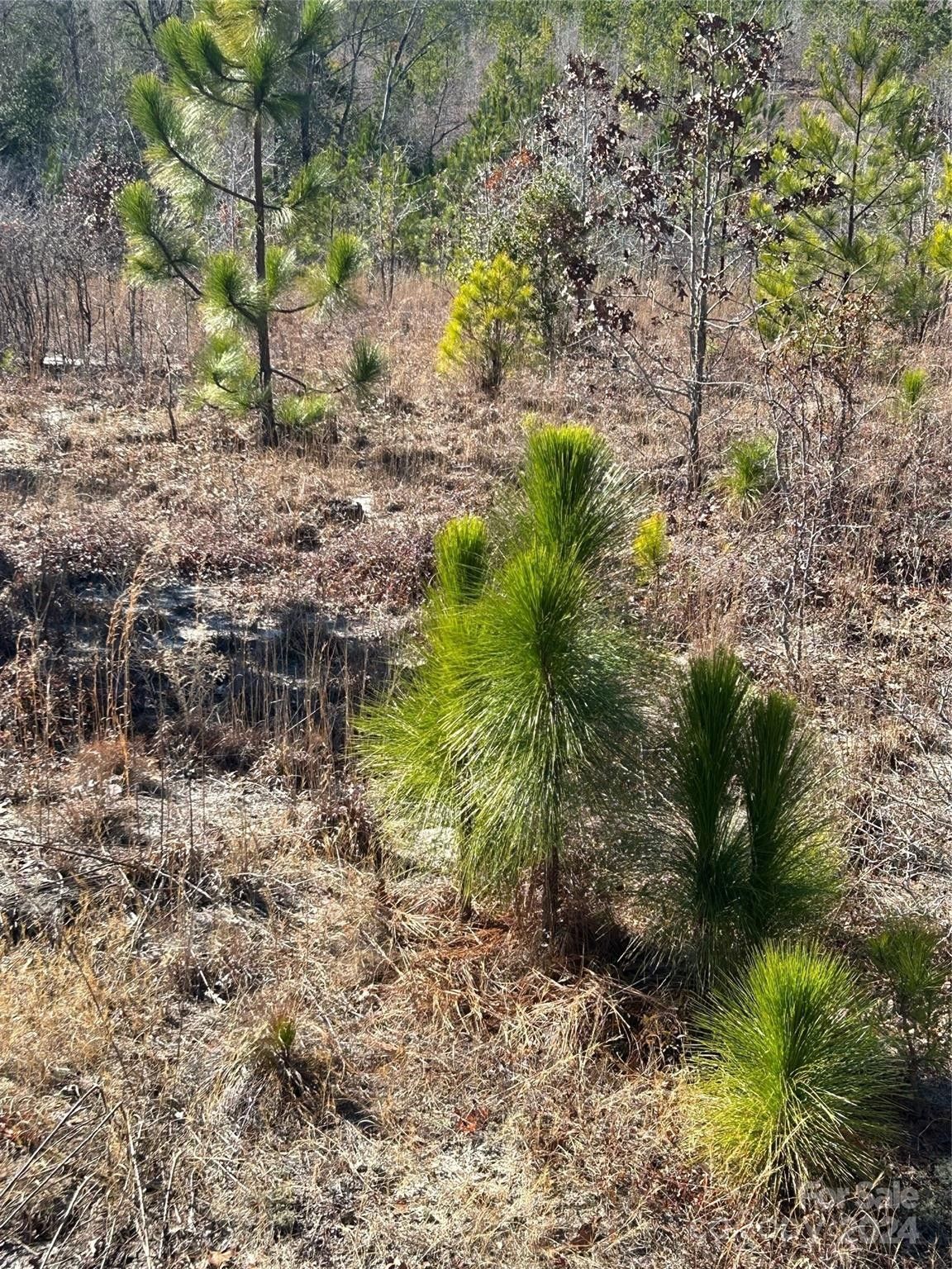 Kershaw, Kershaw County, SC Undeveloped Land for sale Property ID