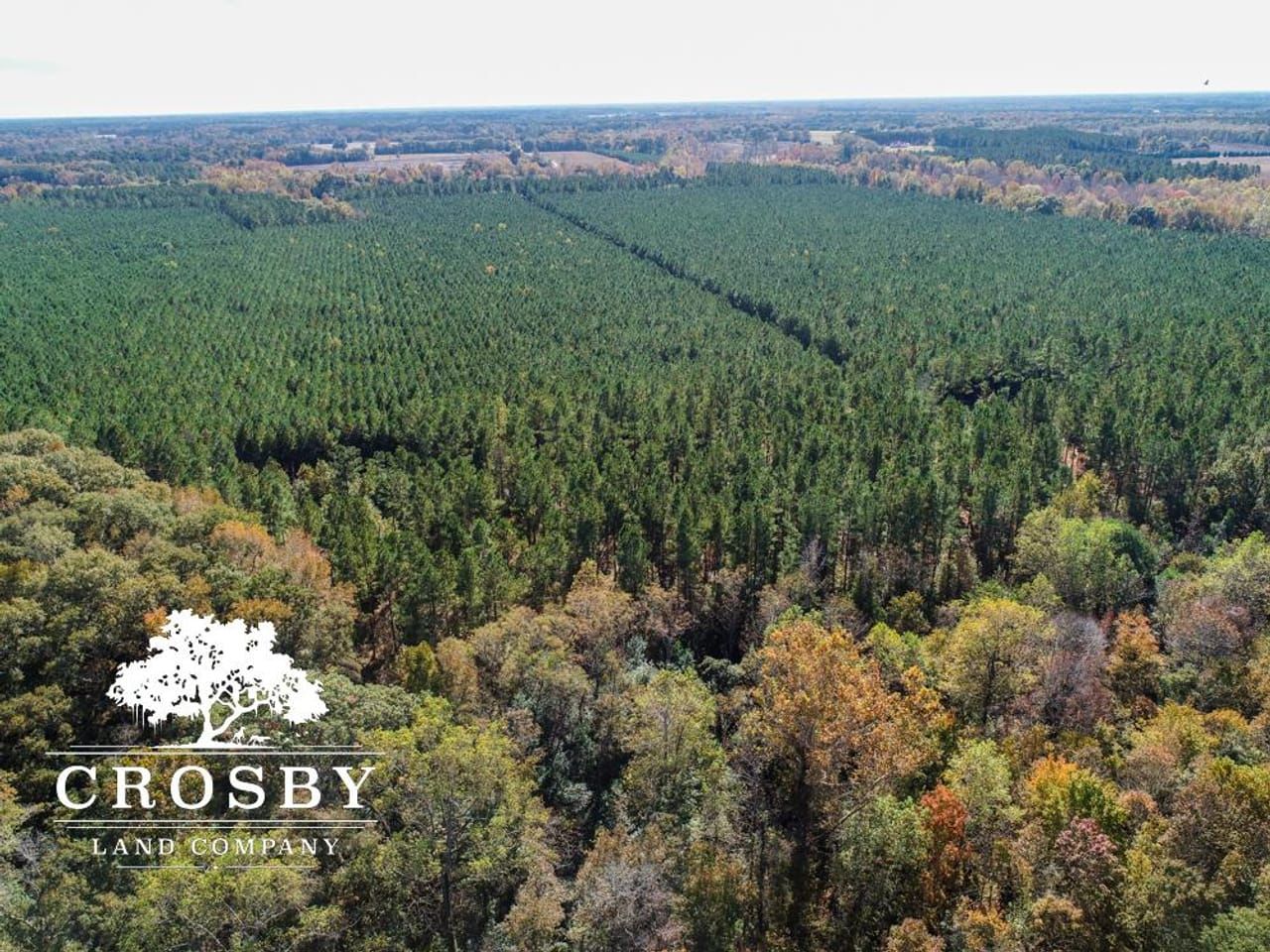 Sycamore, Allendale County, SC Recreational Property, Timberland