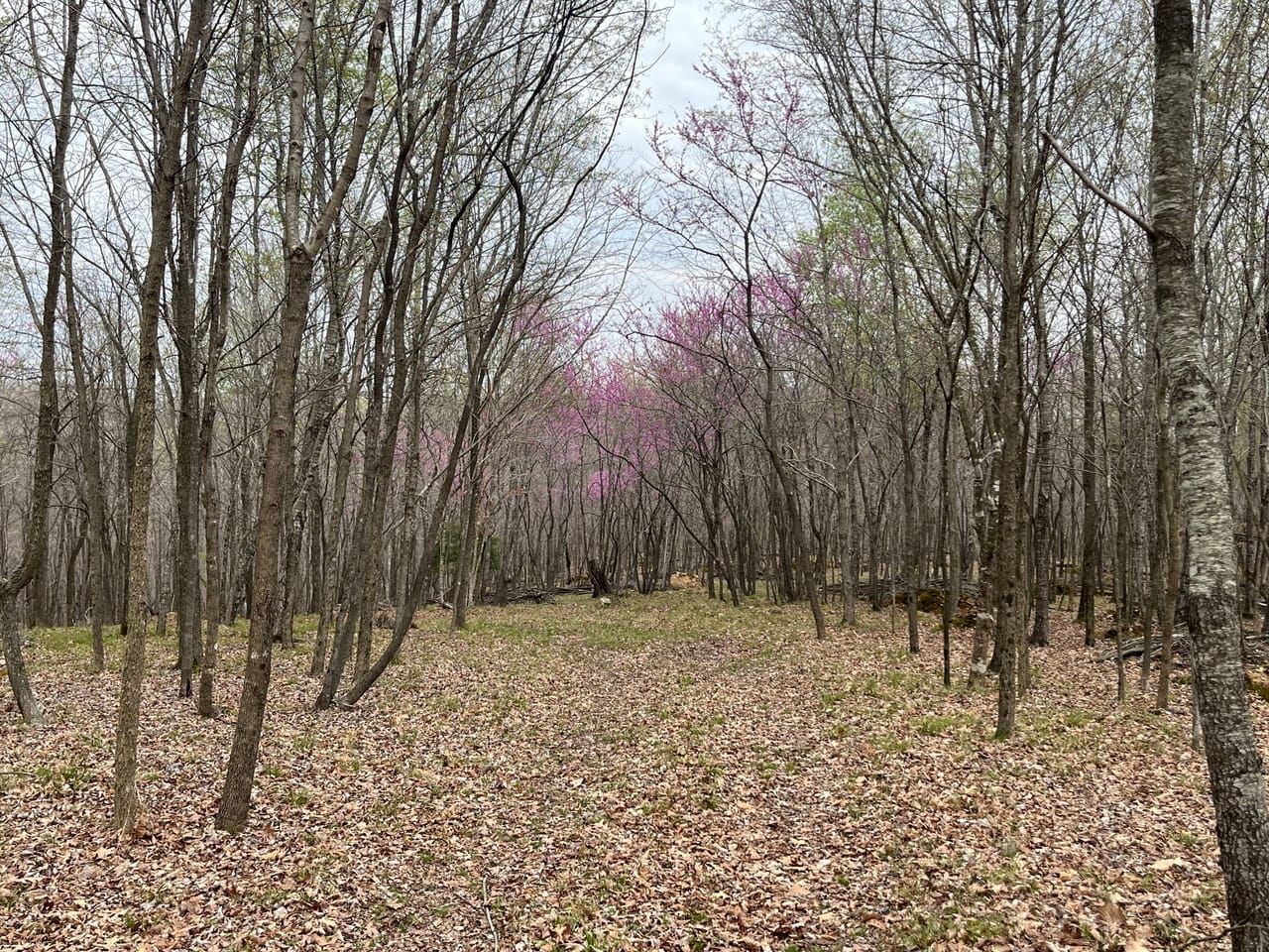 000 Horseshoe Valley Lane, Williamsville, MO 63967 MLS 24017714