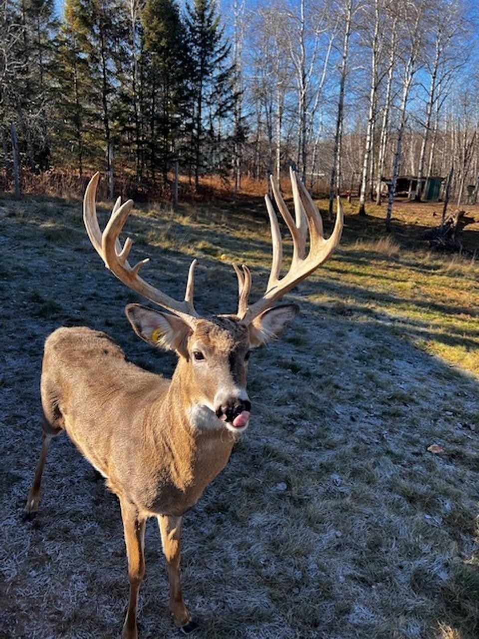 Gillett, Oconto County, WI Undeveloped Land for sale Property ID