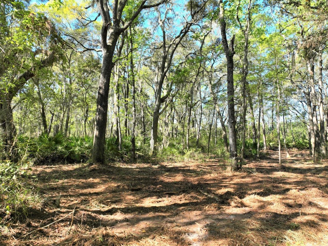 0 Piney Bluff Road Lot 3, Waverly, GA 31565 LandWatch