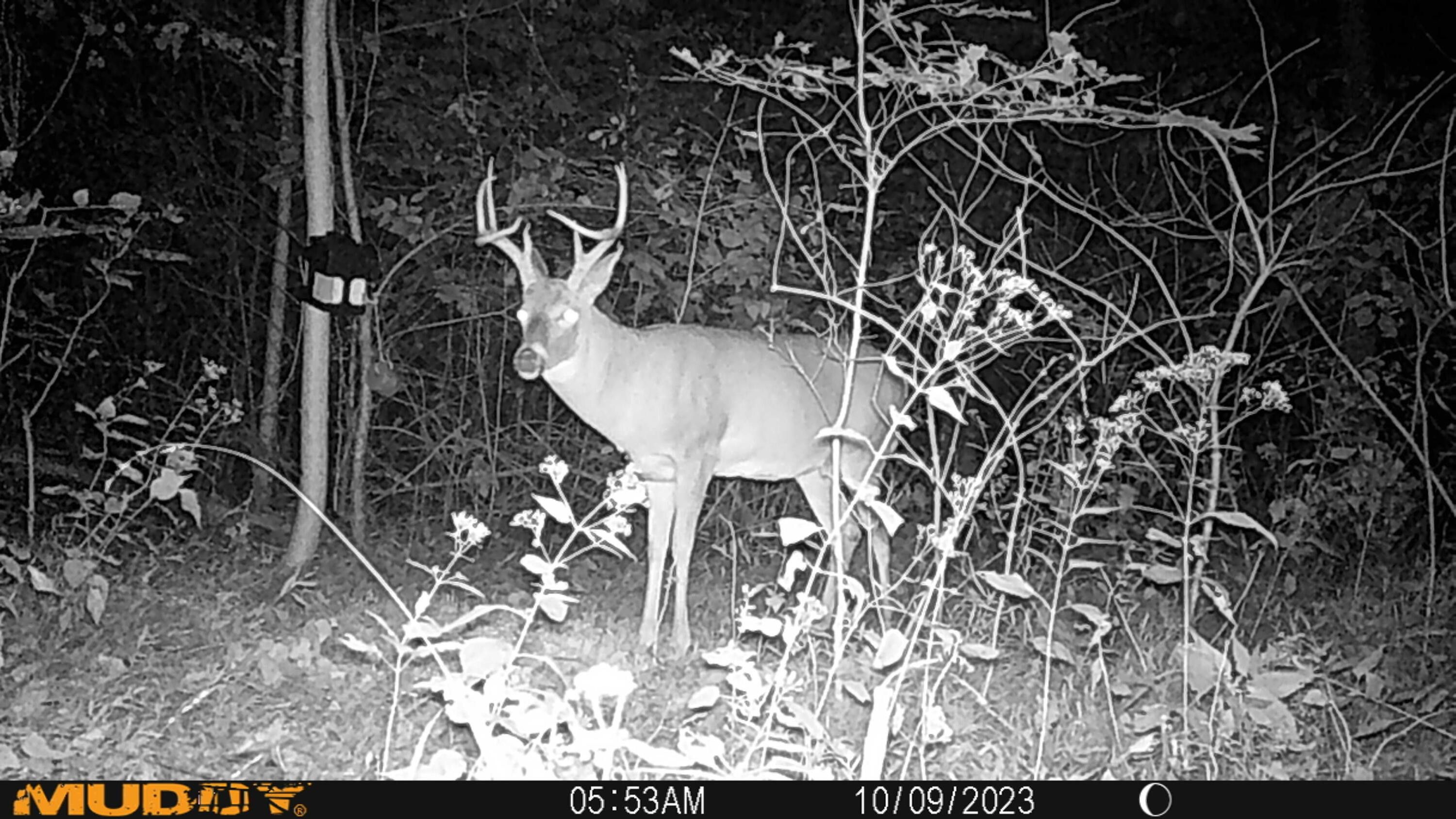 Wallingford, Fleming County, KY Farms and Ranches for sale Property ID