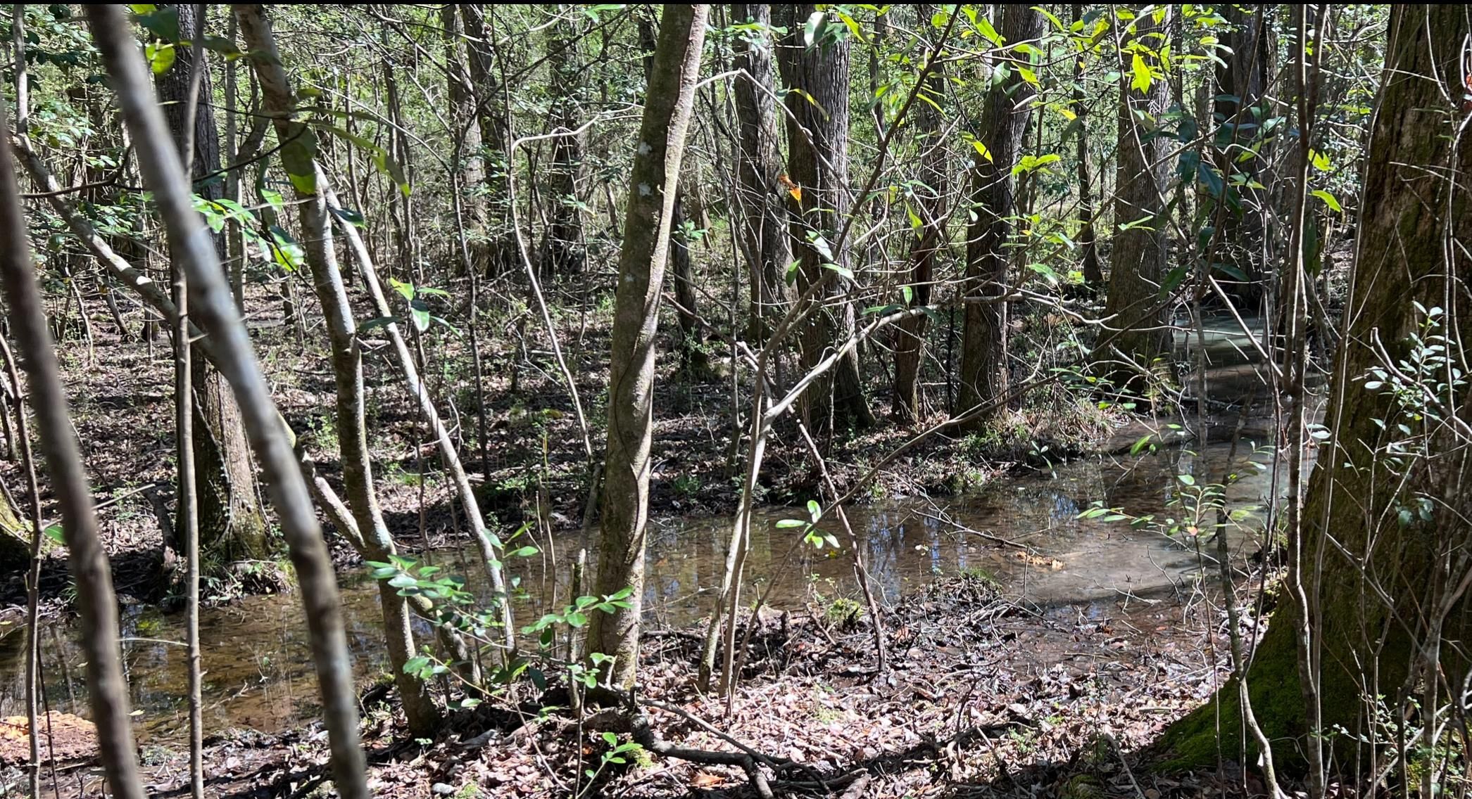 Bailey Lane, Ellaville, GA 31806 LandWatch