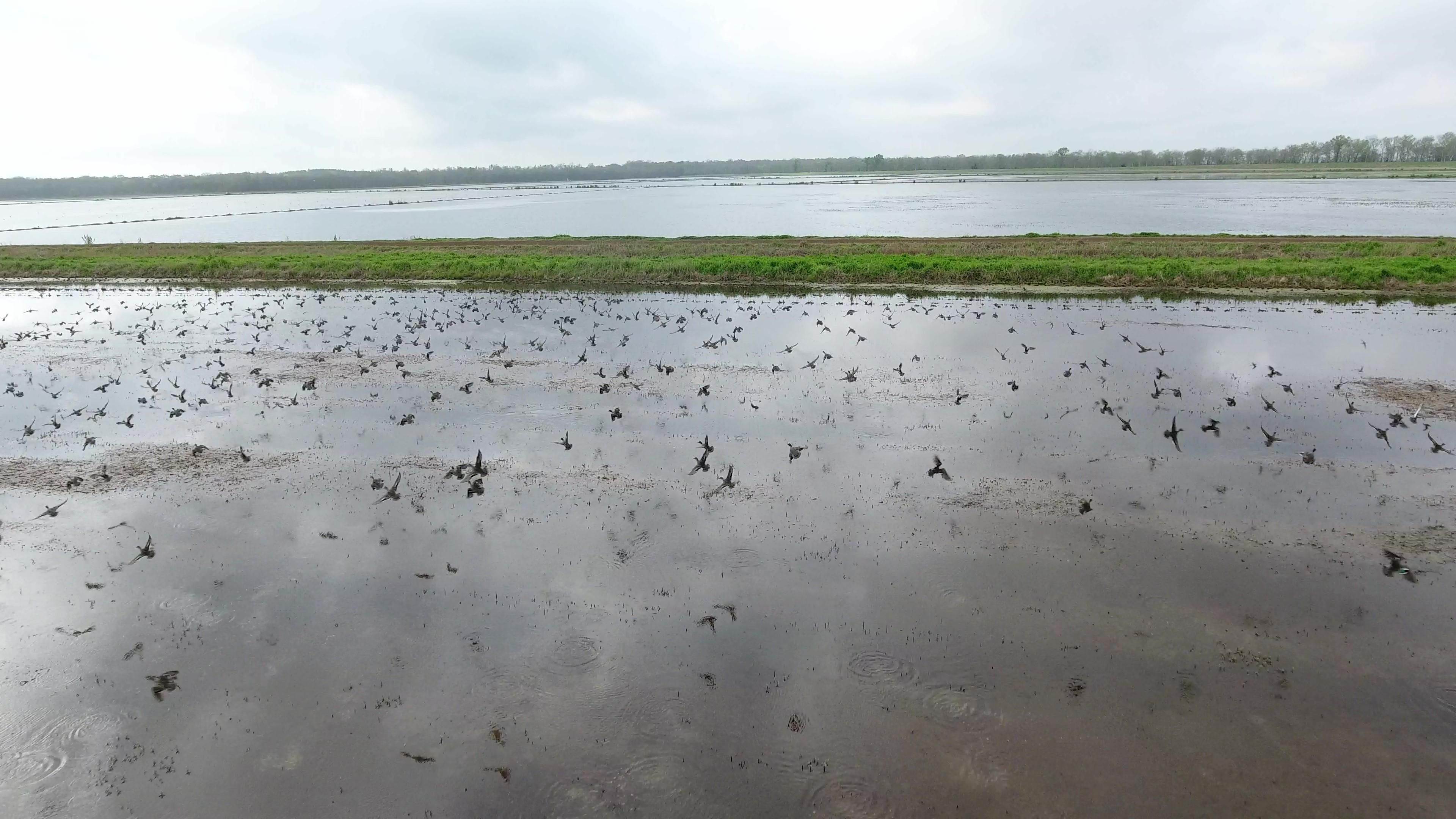 Humphreys Loop, Hessmer, LA 71341 MLS Avoyelles Parish Farm For Sale