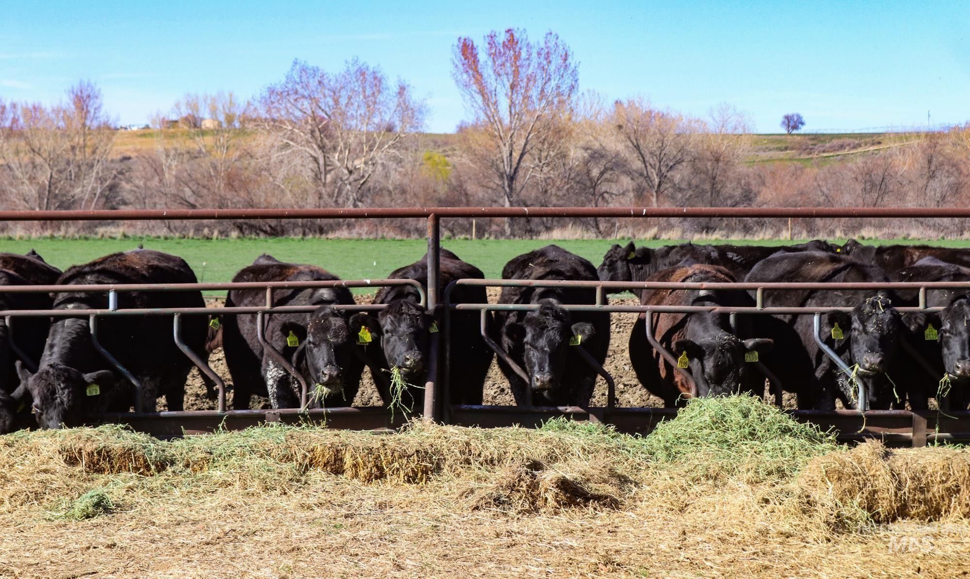 Homedale, Owyhee County, ID Farms and Ranches for sale Property ID