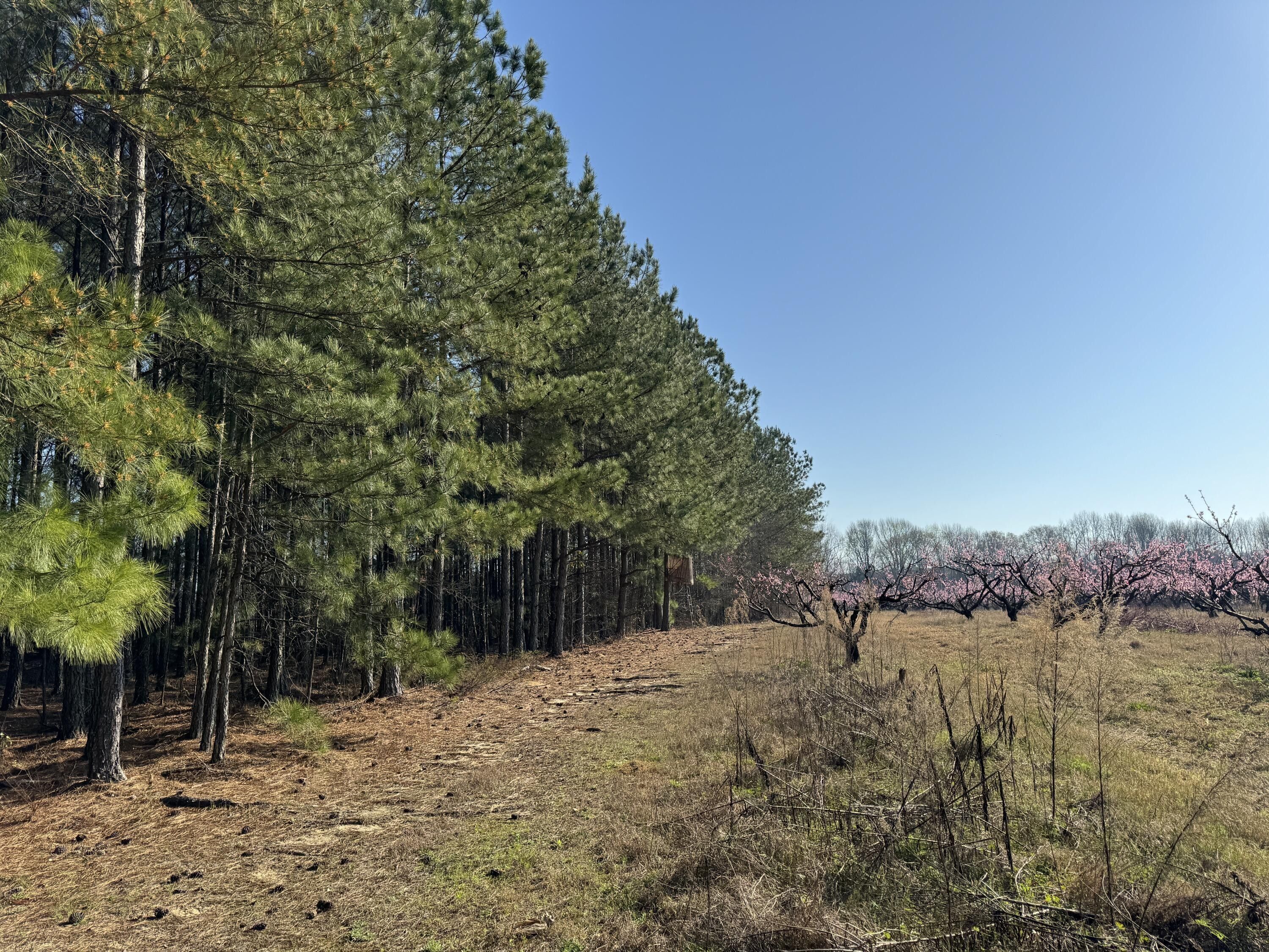 Ward, Saluda County, SC Undeveloped Land for sale Property ID