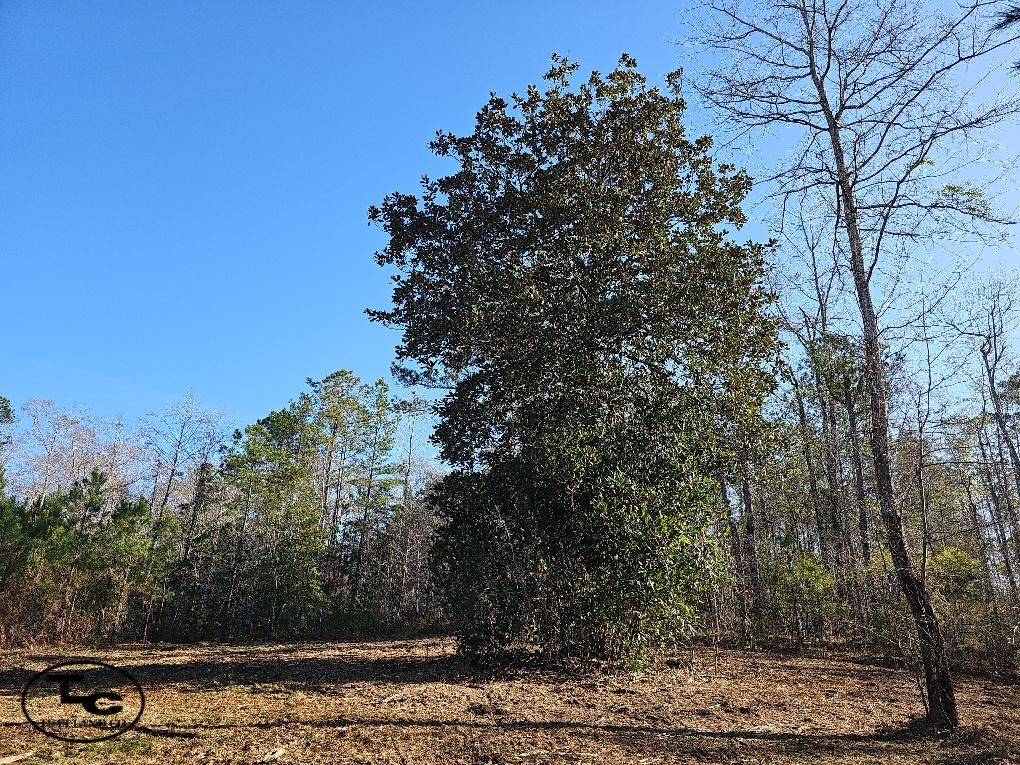13 acres in AL, 36033 LandWatch