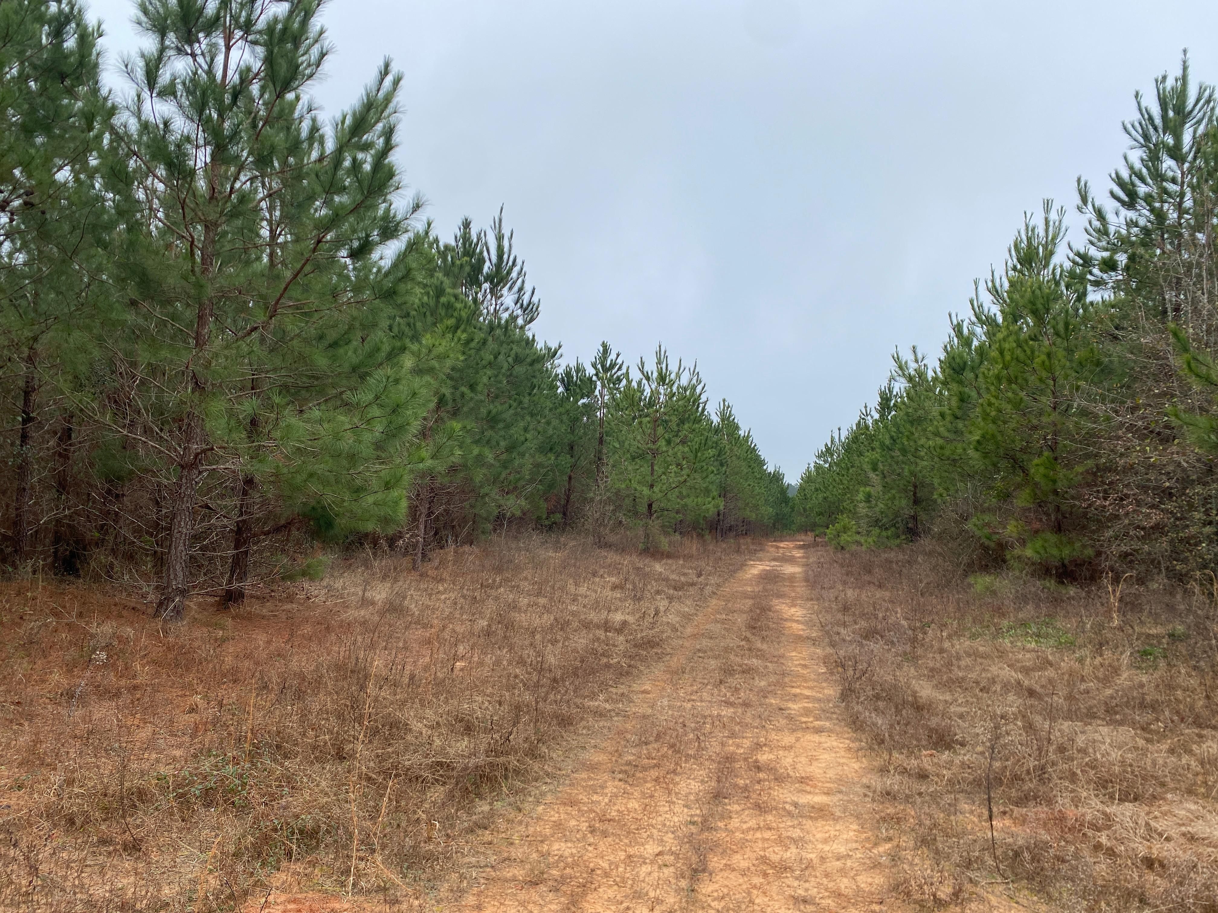 Jeffersonville, Twiggs County, GA Recreational Property, Timberland
