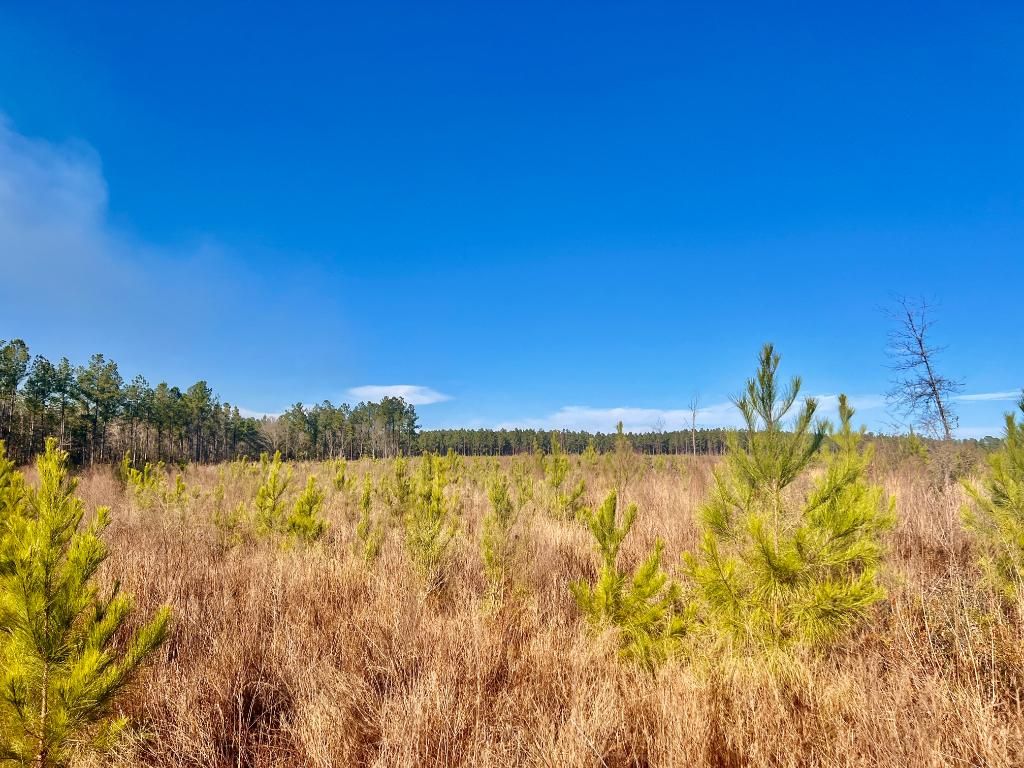 Lot 11RS Hwy 182, Jay, FL 32656 MLS 641419 LandWatch
