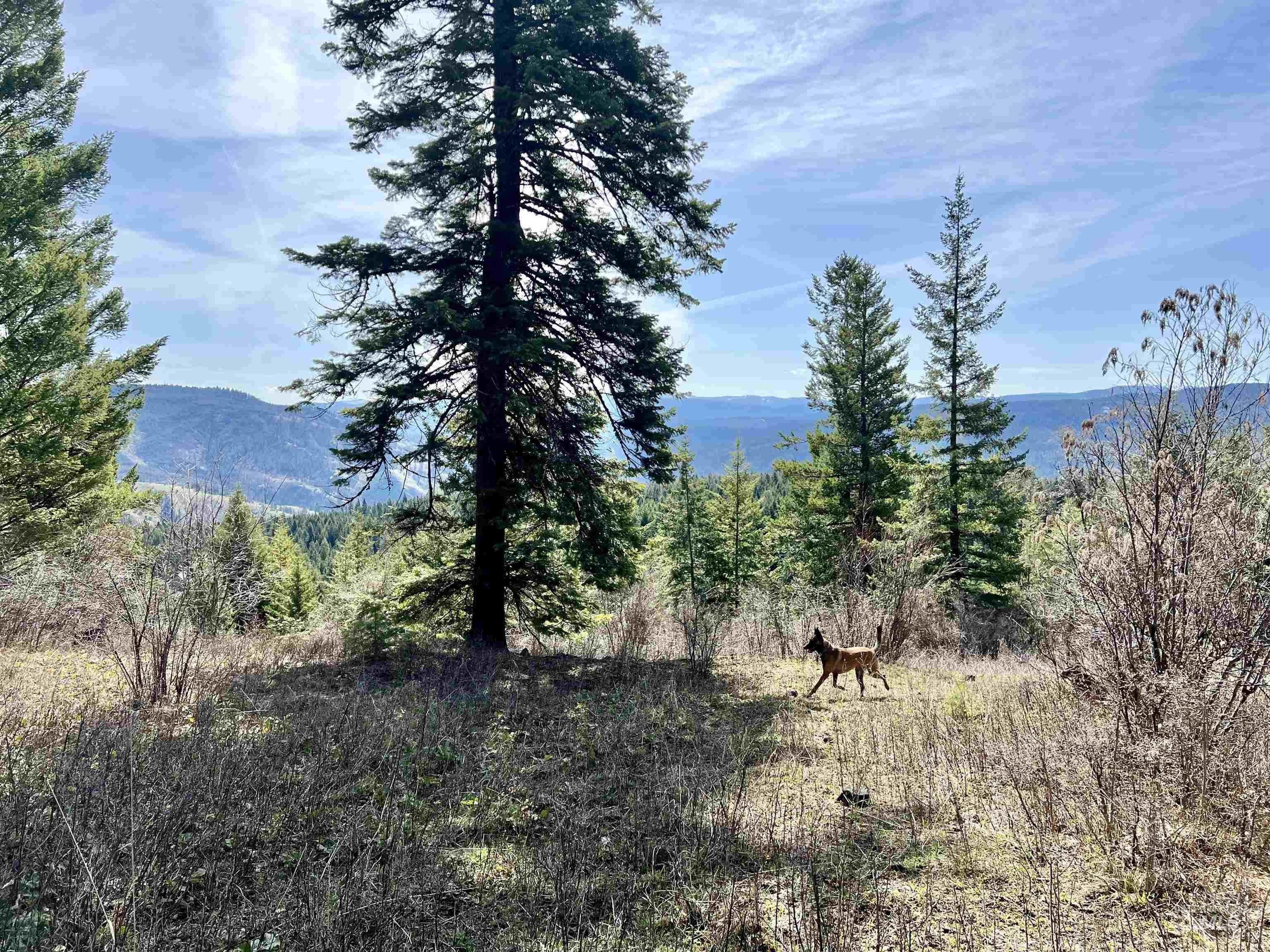 Tbd Cove Road, Grangeville, ID 83530 MLS 98901027 LandWatch