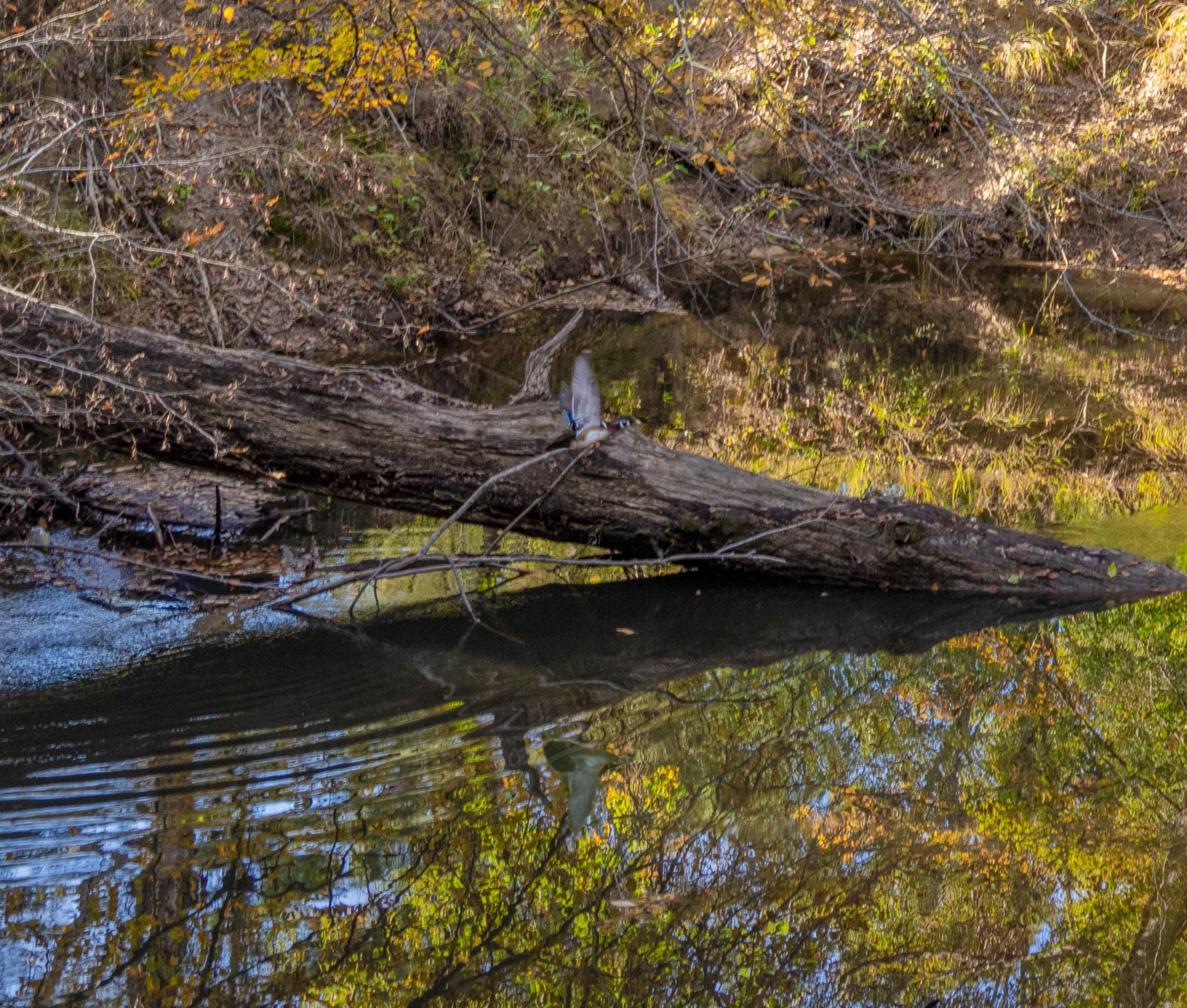 Farm to Market Road 363, Kirbyville, TX 75956 MLS JORDY 7 ACRES