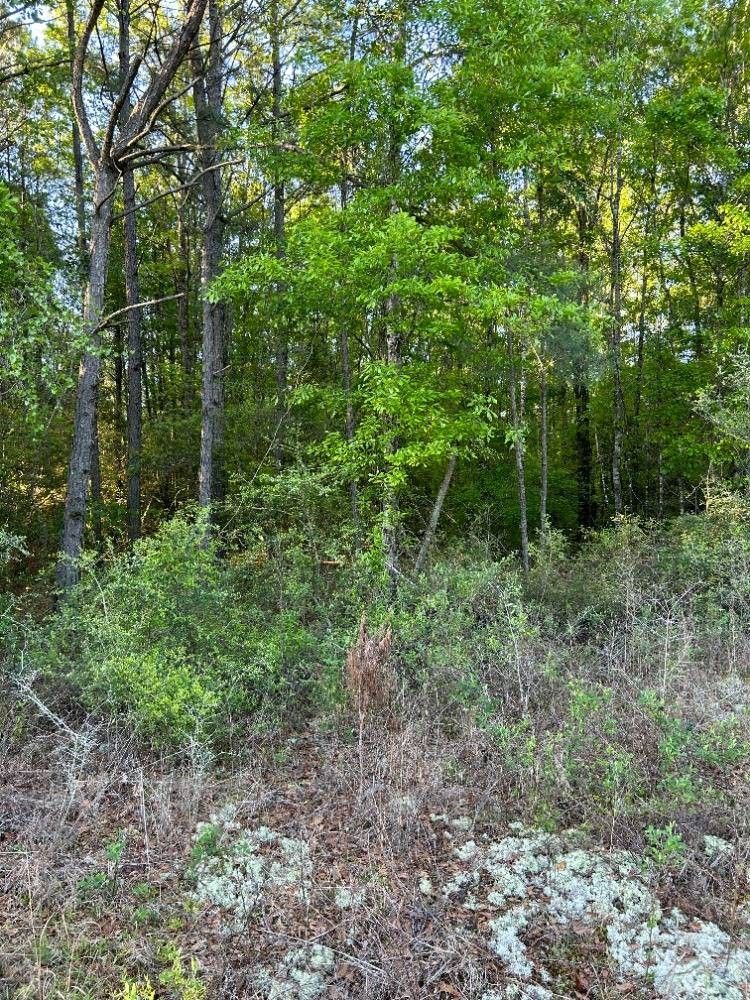Range, Conecuh County, AL Undeveloped Land for sale Property ID