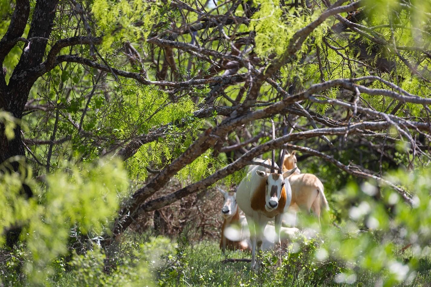 County Road 177, Sidney, TX 76474 LandWatch