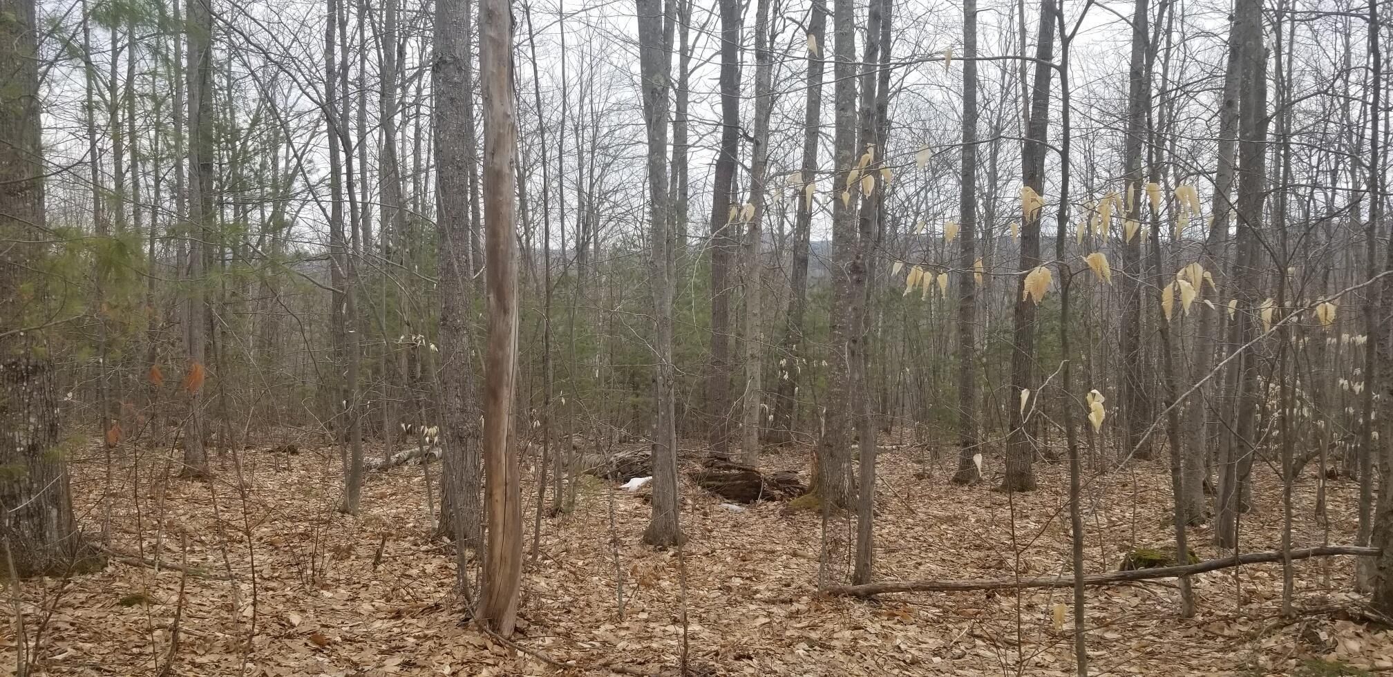Lot 49 Adams Road, Chesterville, ME 04938 MLS 1586742 LandWatch