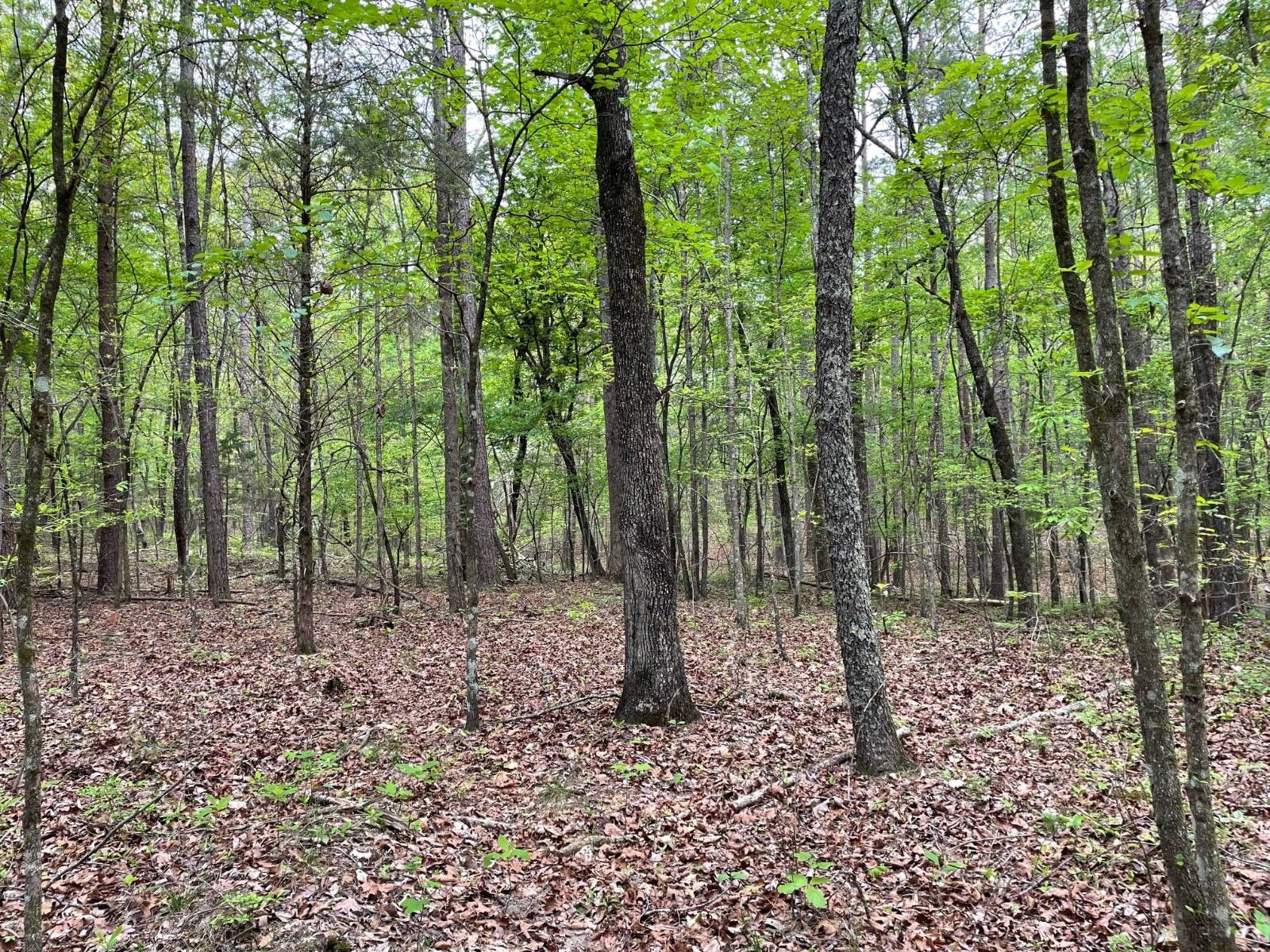 Ringgold, Catoosa County, GA Undeveloped Land for sale Property ID