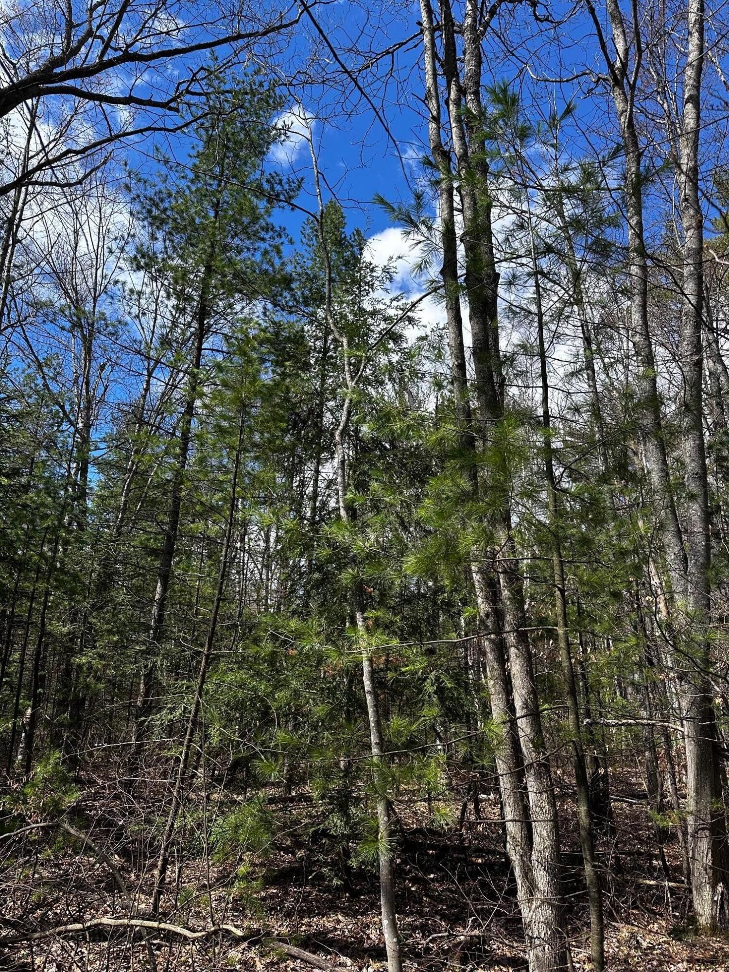 N Long Acres, Mancelona, MI 49659 MLS 201829123 LandWatch