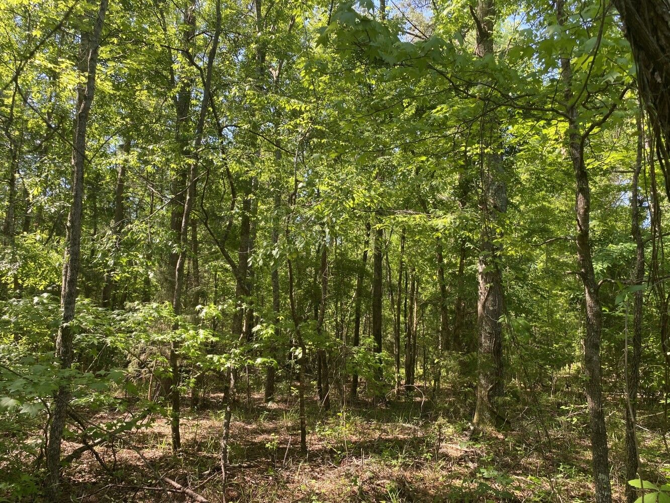 00 Surles Rd, Lapine, AL 36046 MLS 11273671 LandWatch