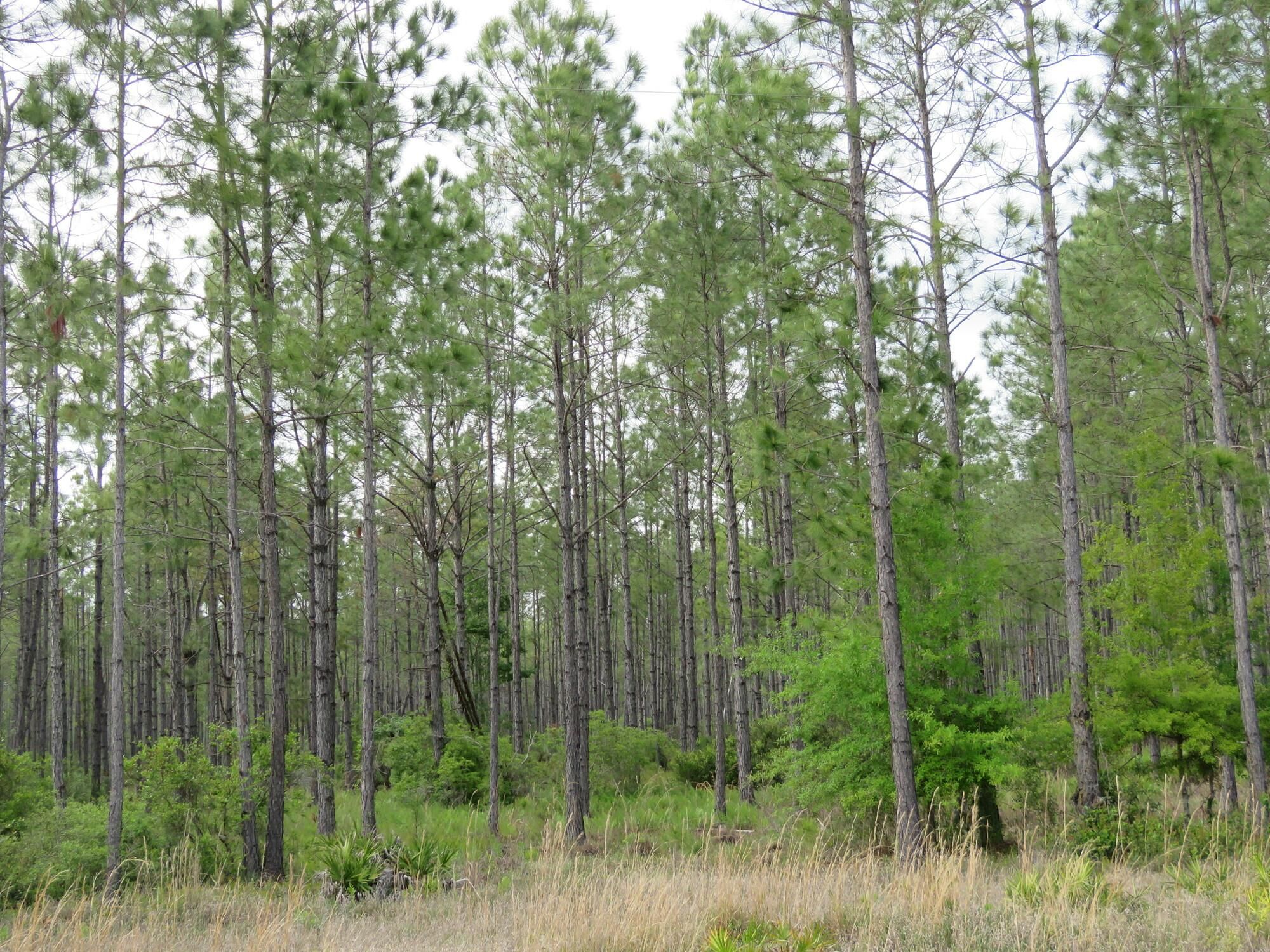 SR24, Otter Creek, FL 32626 LandWatch