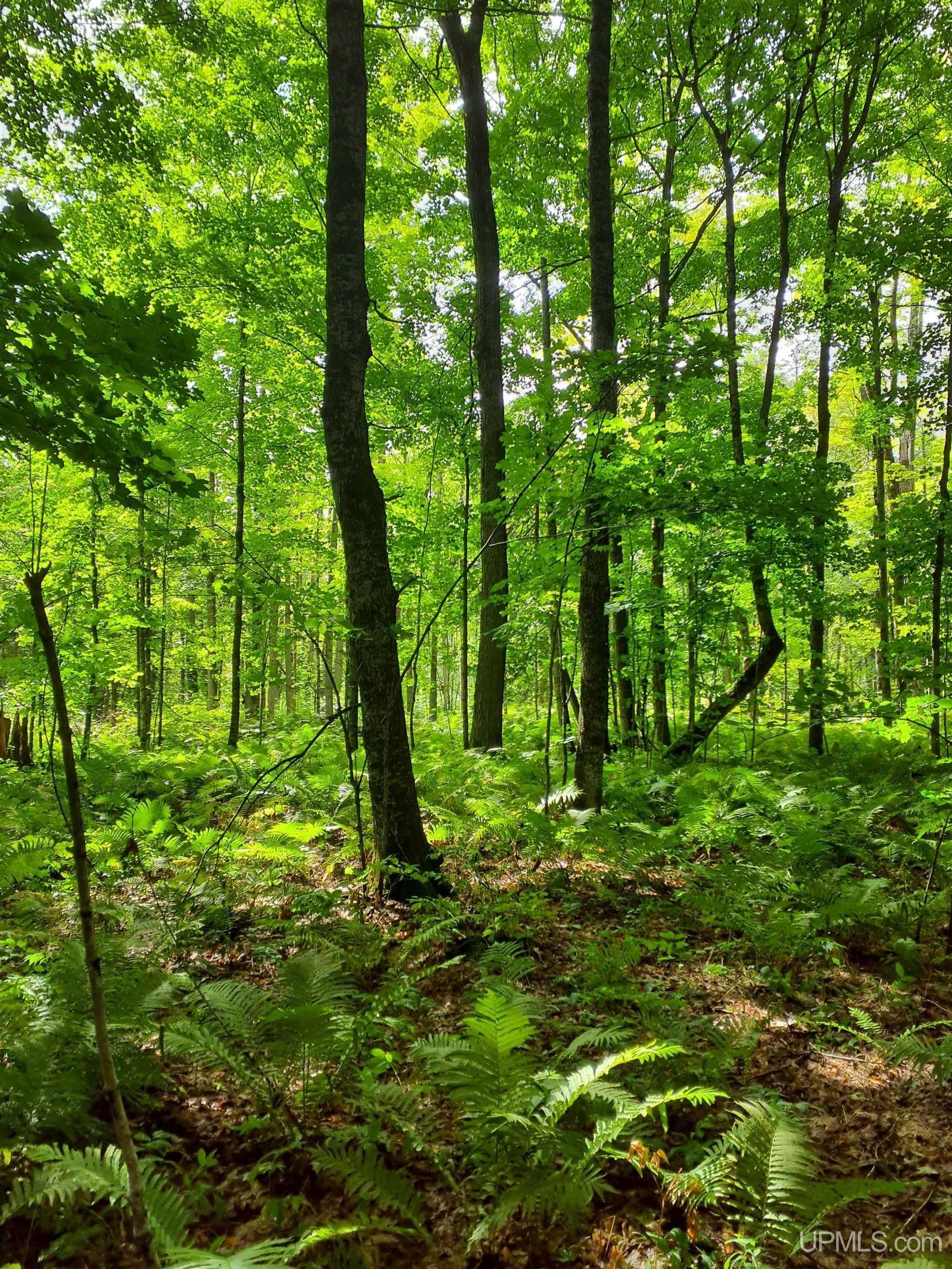TBD Near Bestard, Ontonagon, MI 49953 MLS 50140378 LandWatch