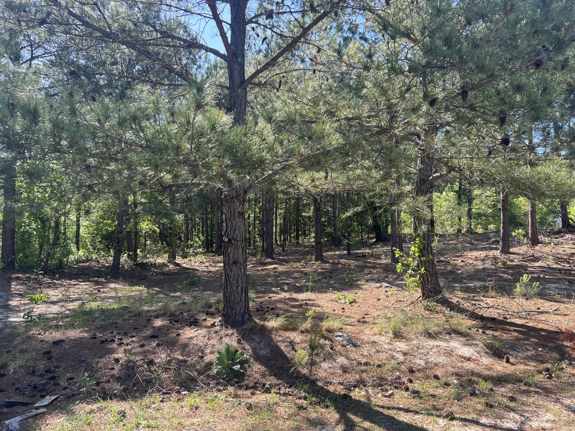 Candor, Montgomery County, NC Undeveloped Land, Hunting Property for