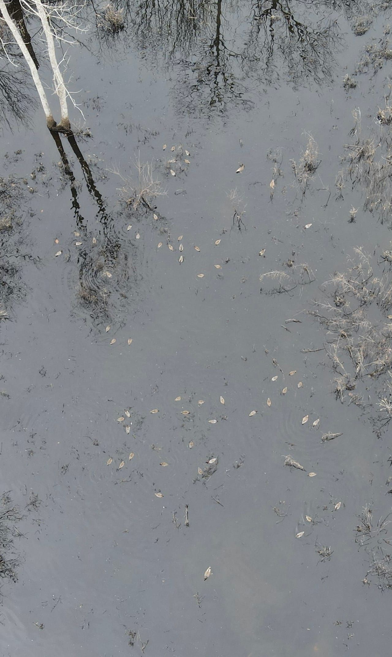 O'Kean, Lawrence County, AR Hunting Property for sale Property ID