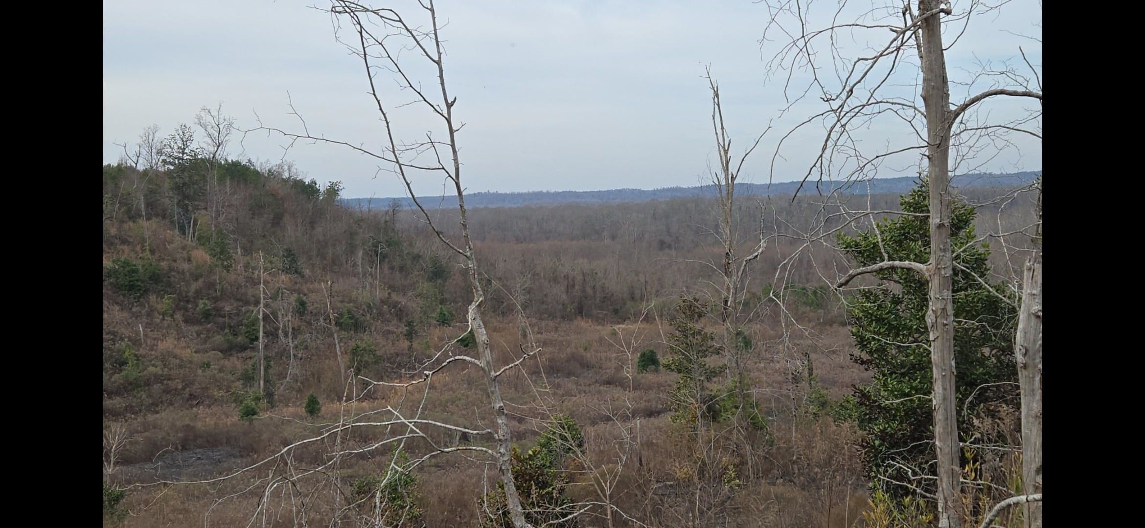 31.5 acres in Coffeeville, AL, 36524 LandWatch