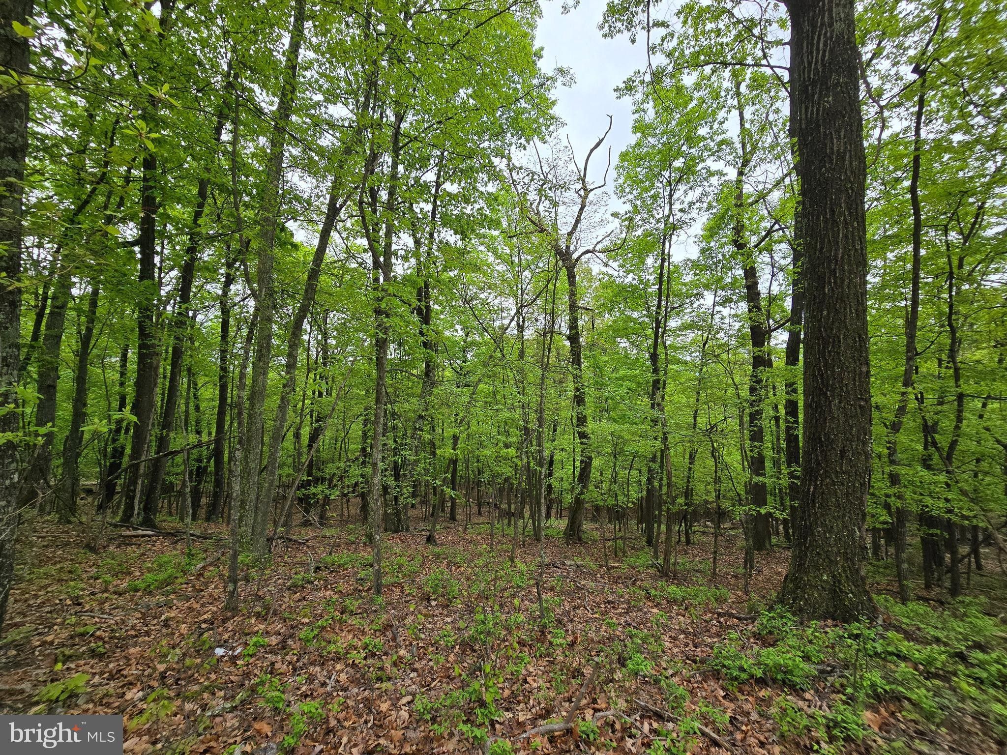 Great Cacapon, County, WV Undeveloped Land, Homesites for sale Property ID 419677454