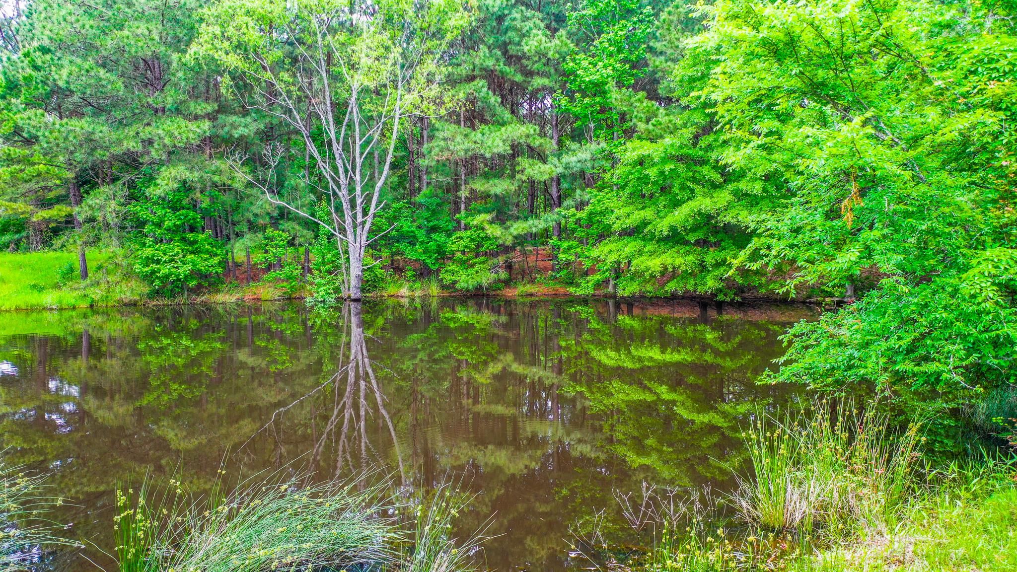 100.59 acres in Elysian Fields, TX, 75672 LandWatch