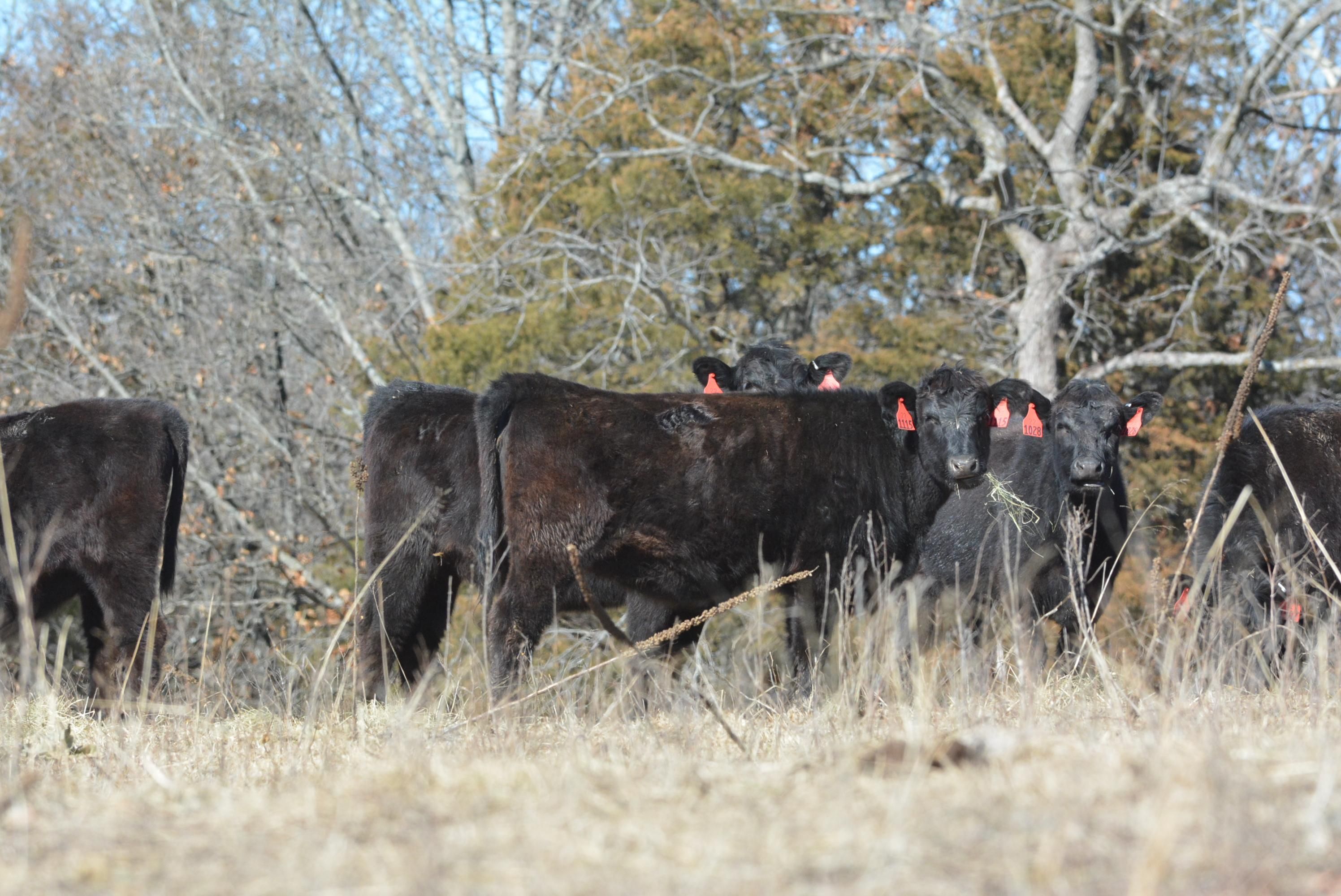 261 acres in Iberia, MO, 65486 LandWatch